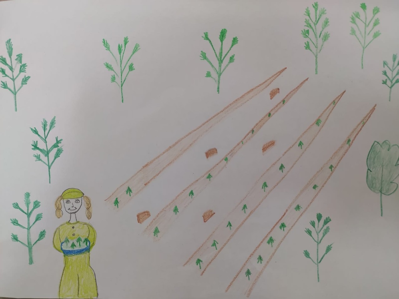 Восстановление лесов на гарях Восстановление лесов на гарях