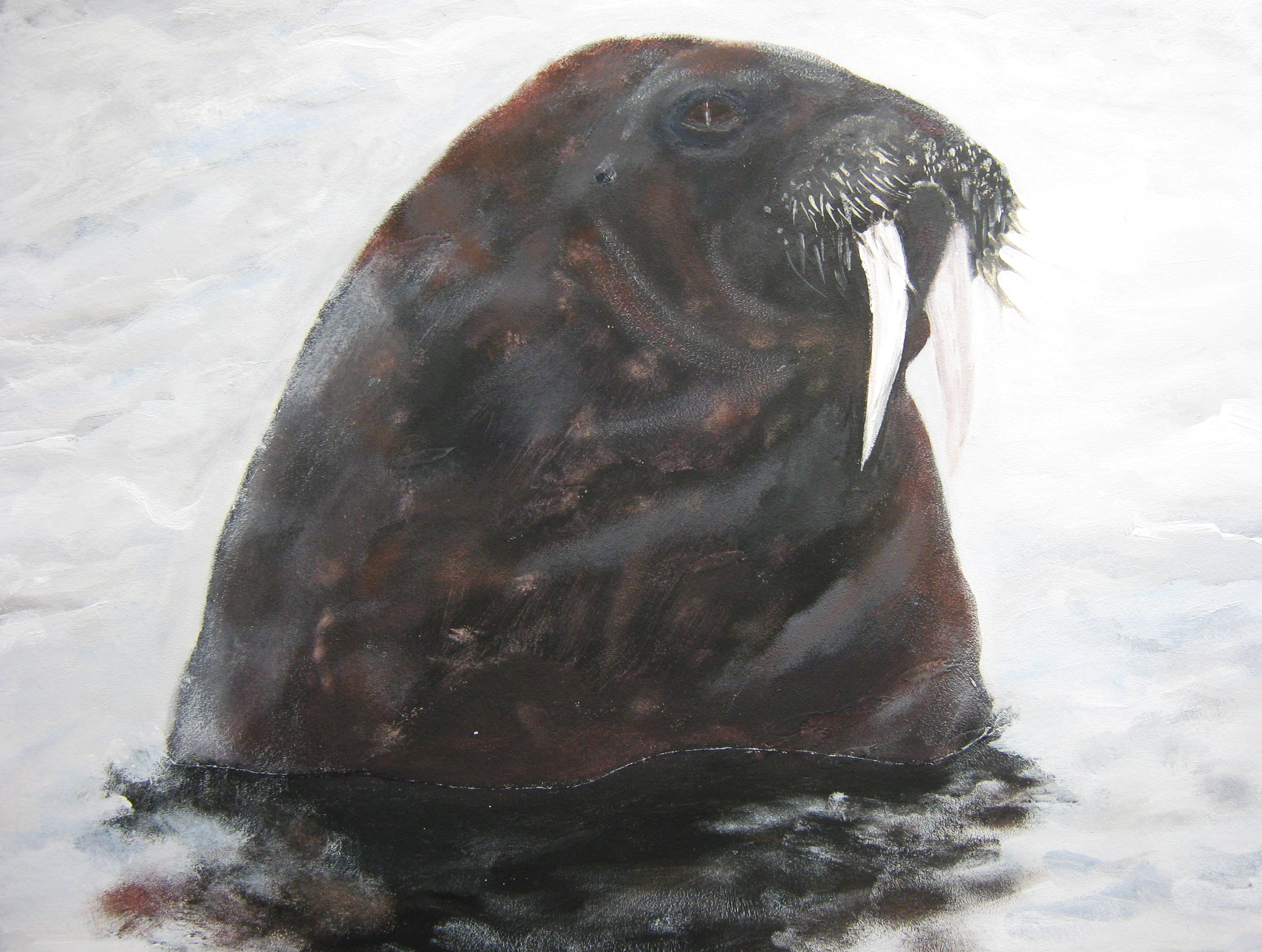 Морж атлантический