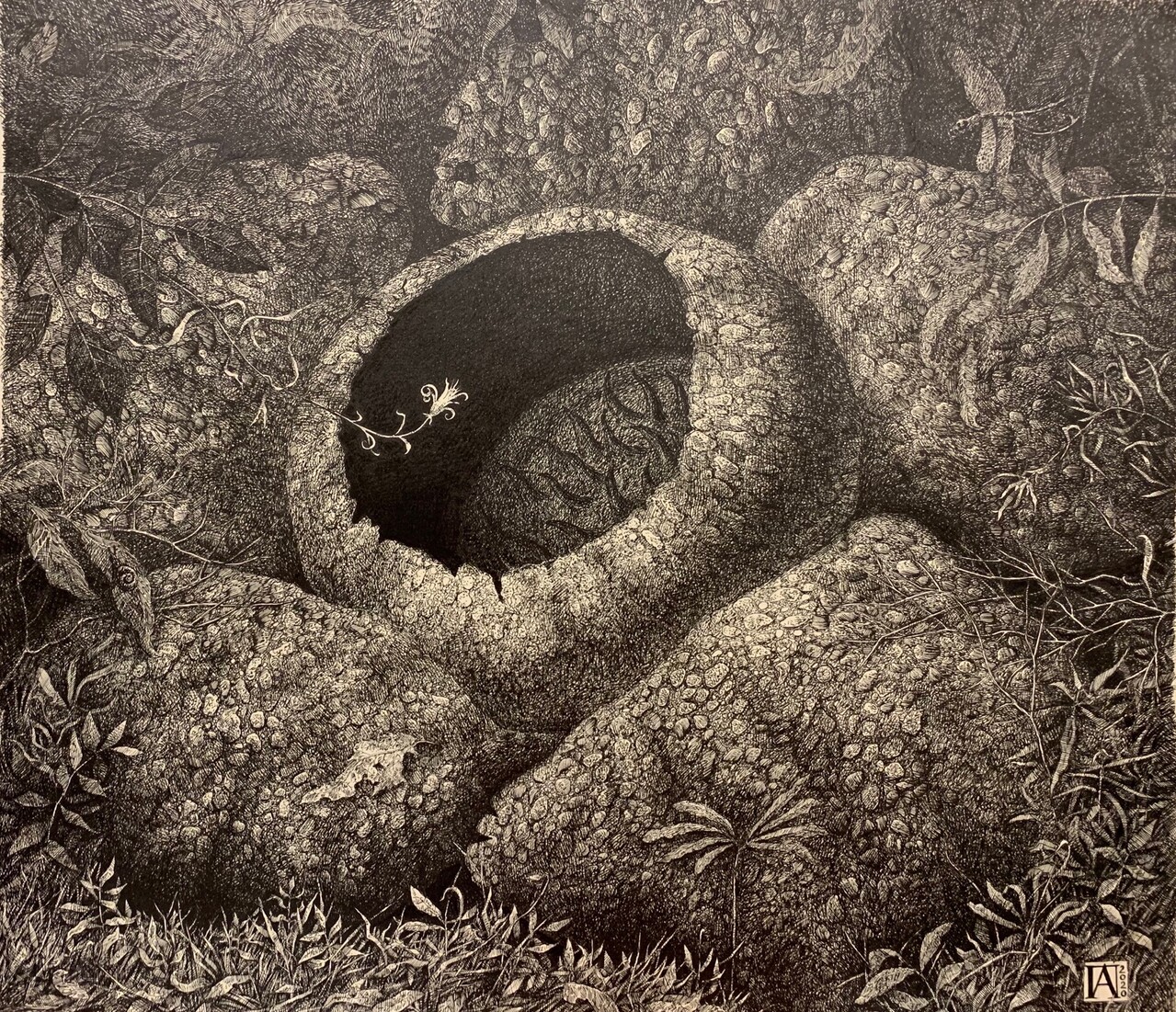 Раффлезия