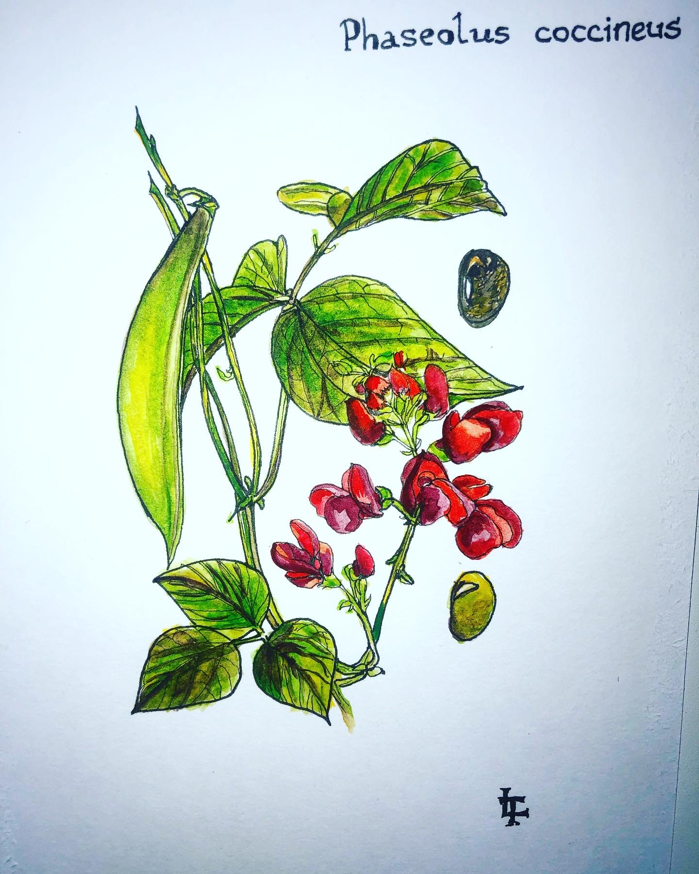 Фасоль