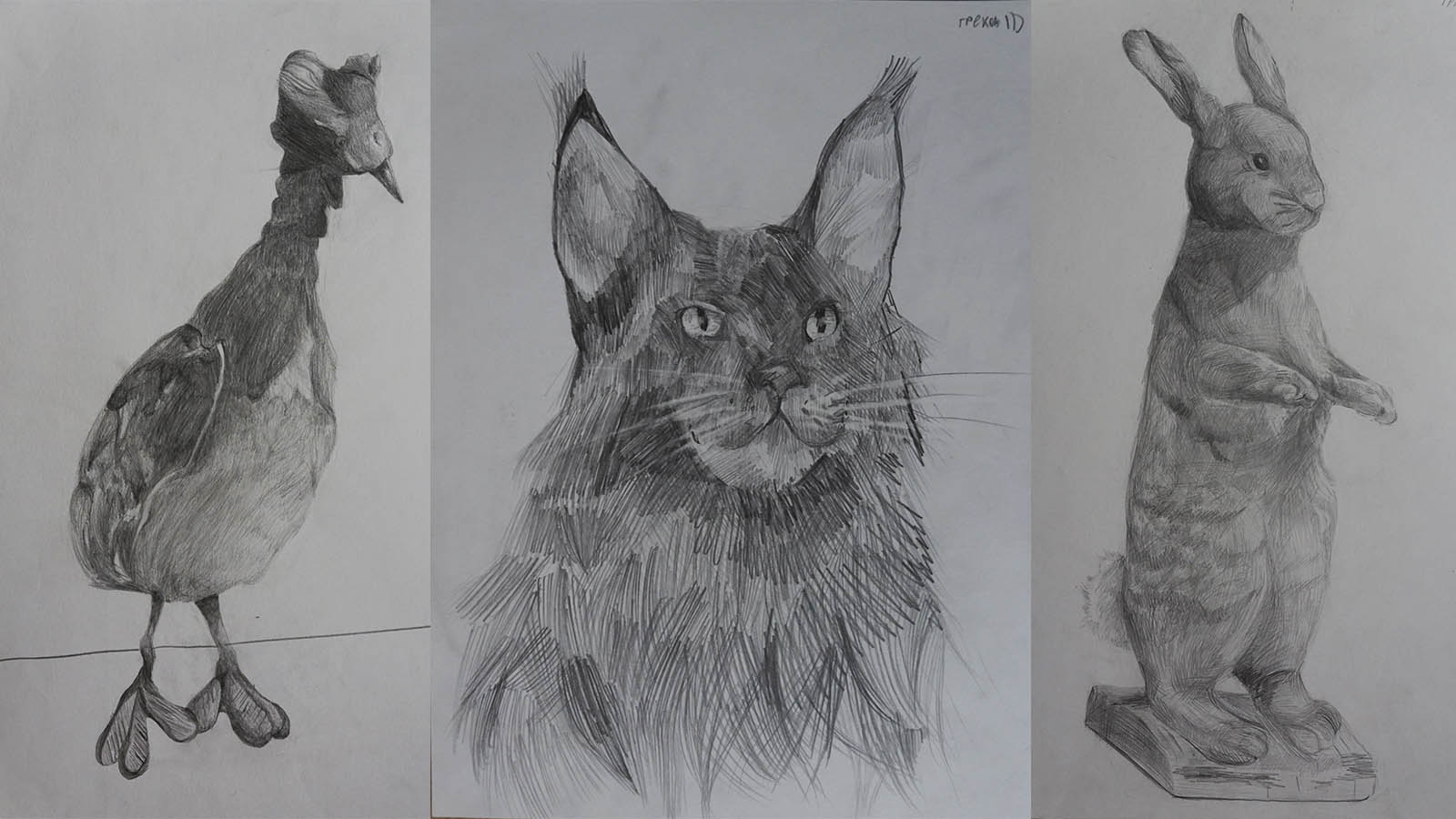 Зарисовки животных. Карандаш