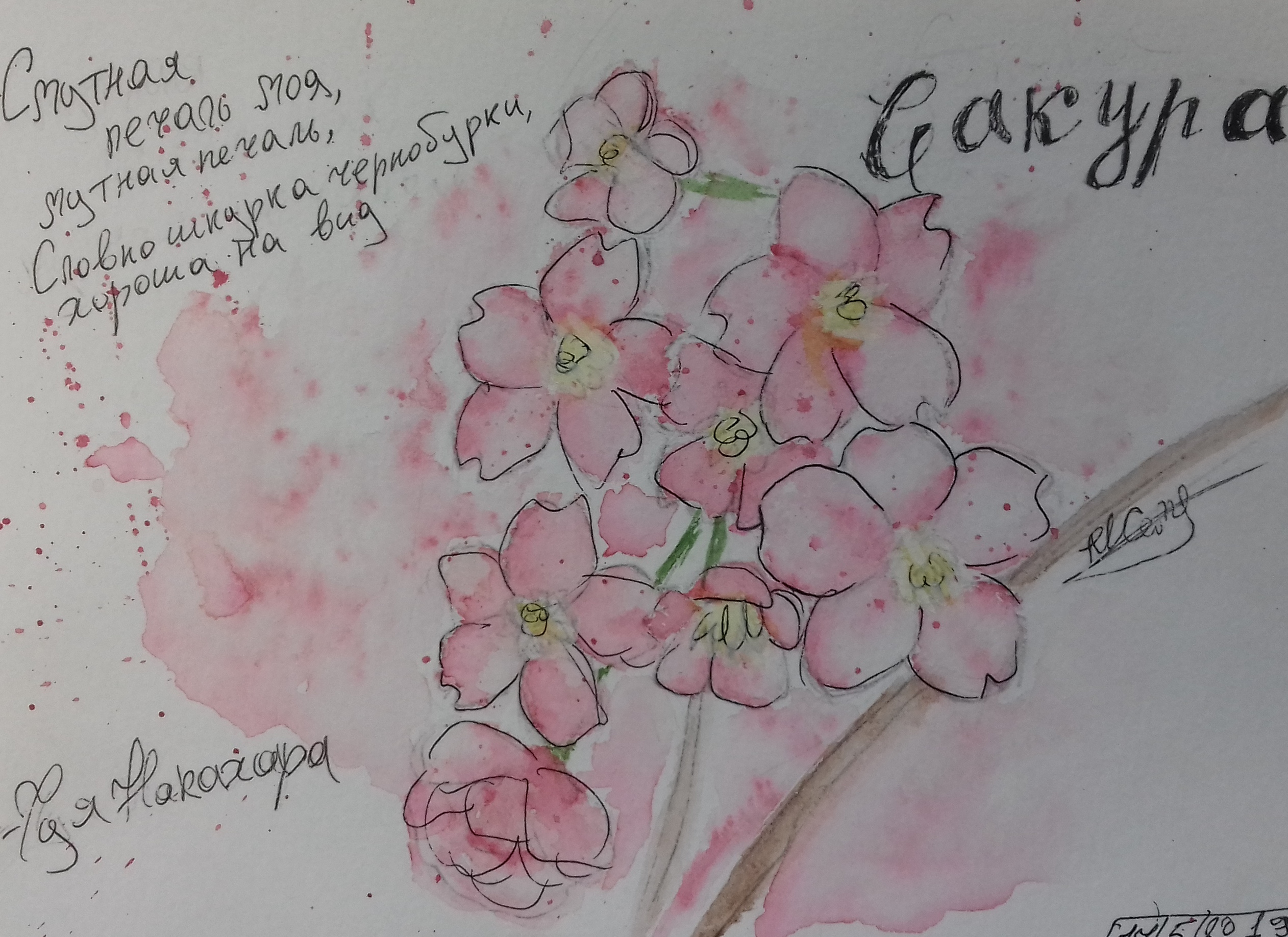 Сакура