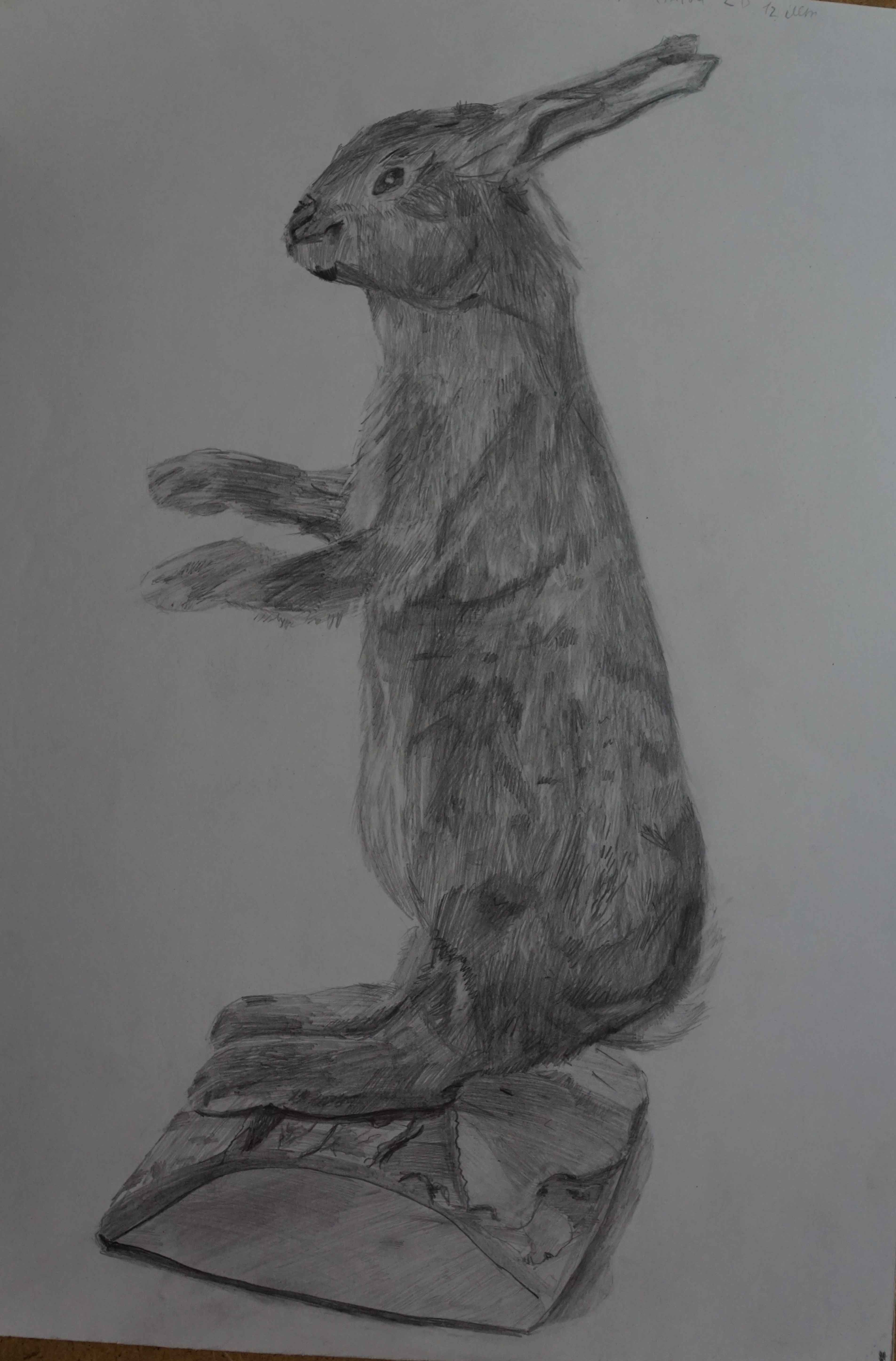 Заяц