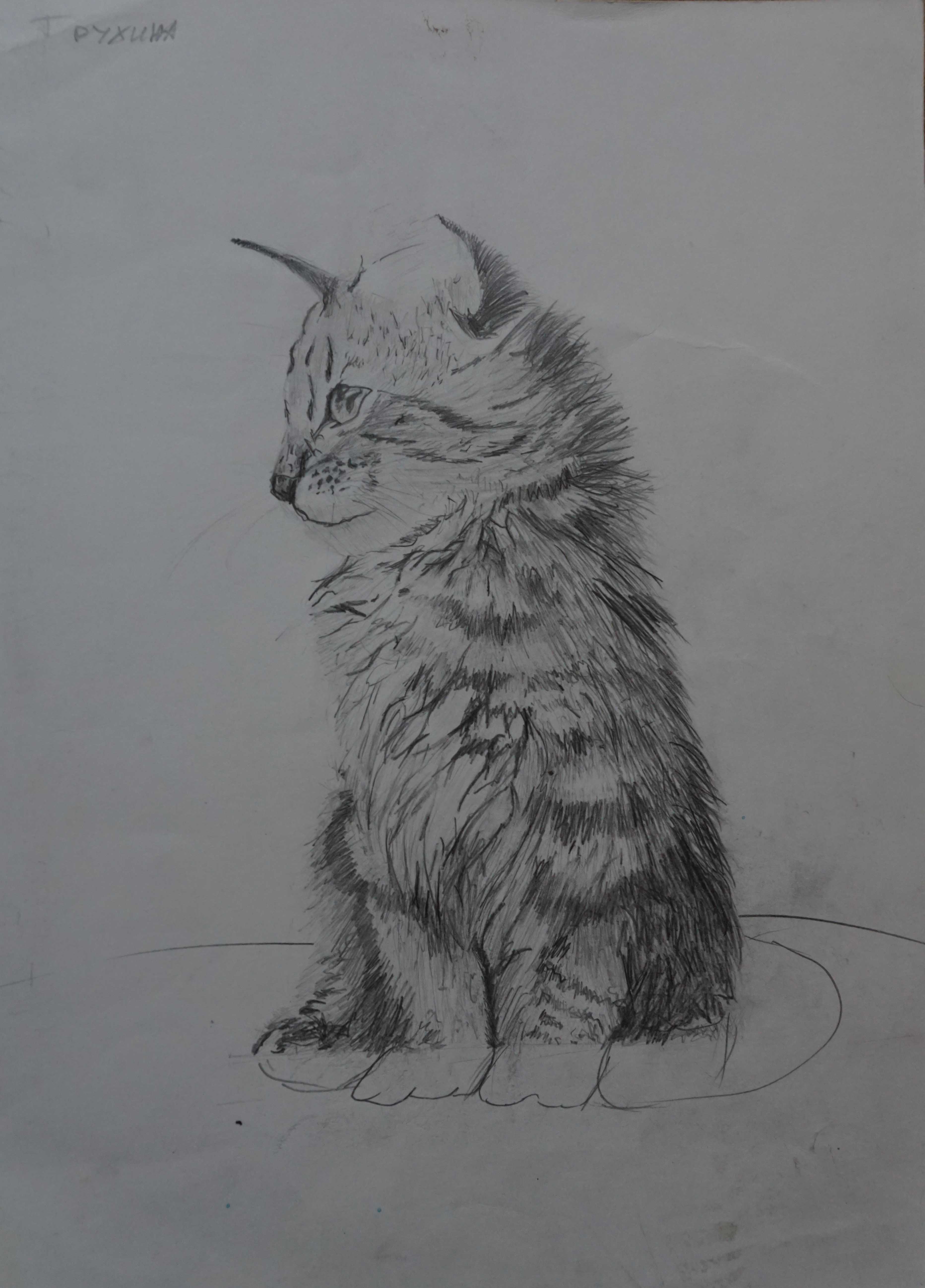 Котик