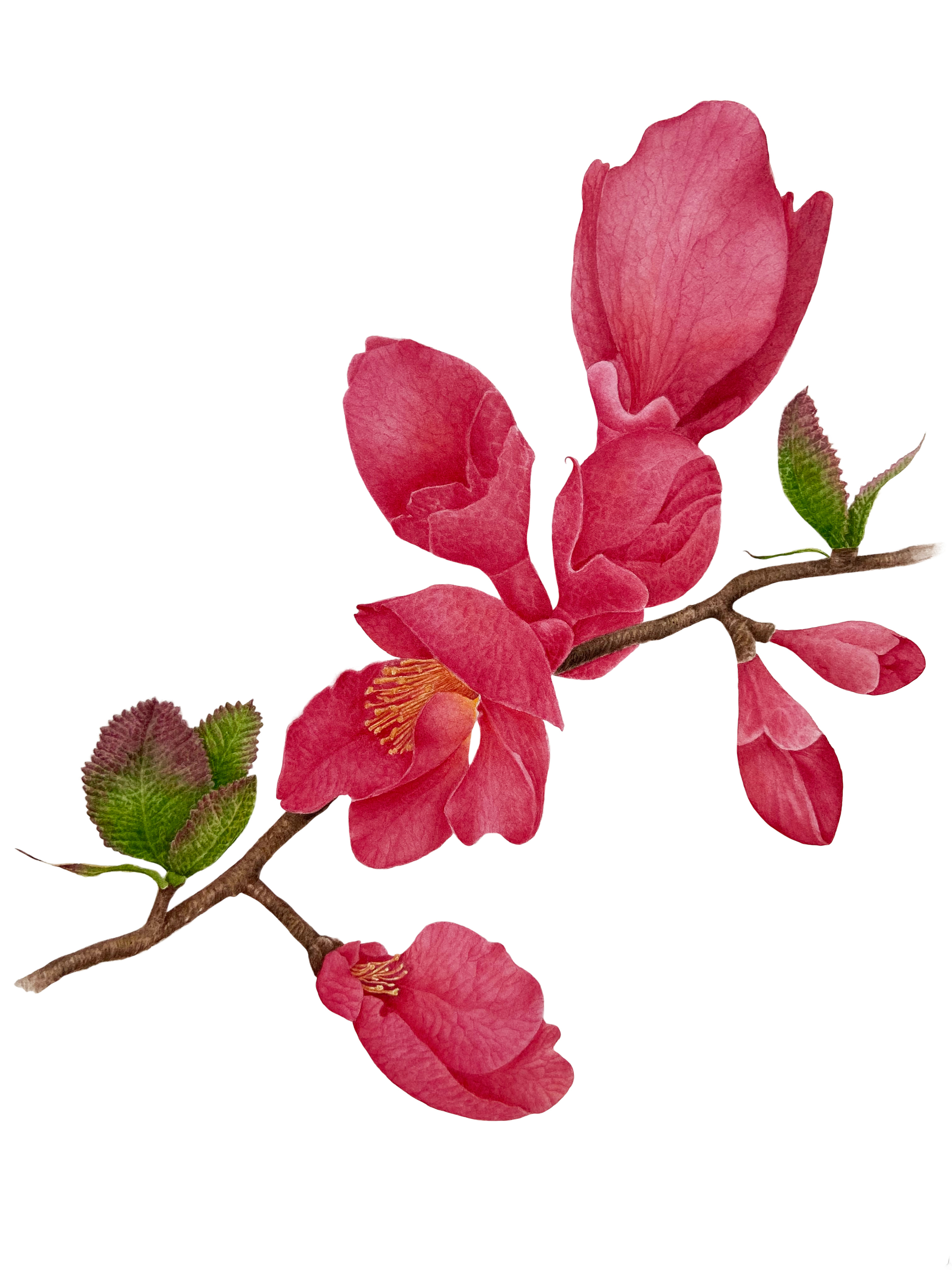 Айва японская (Chaenomeles japonica) Айва японская (Chaenomeles japonica)