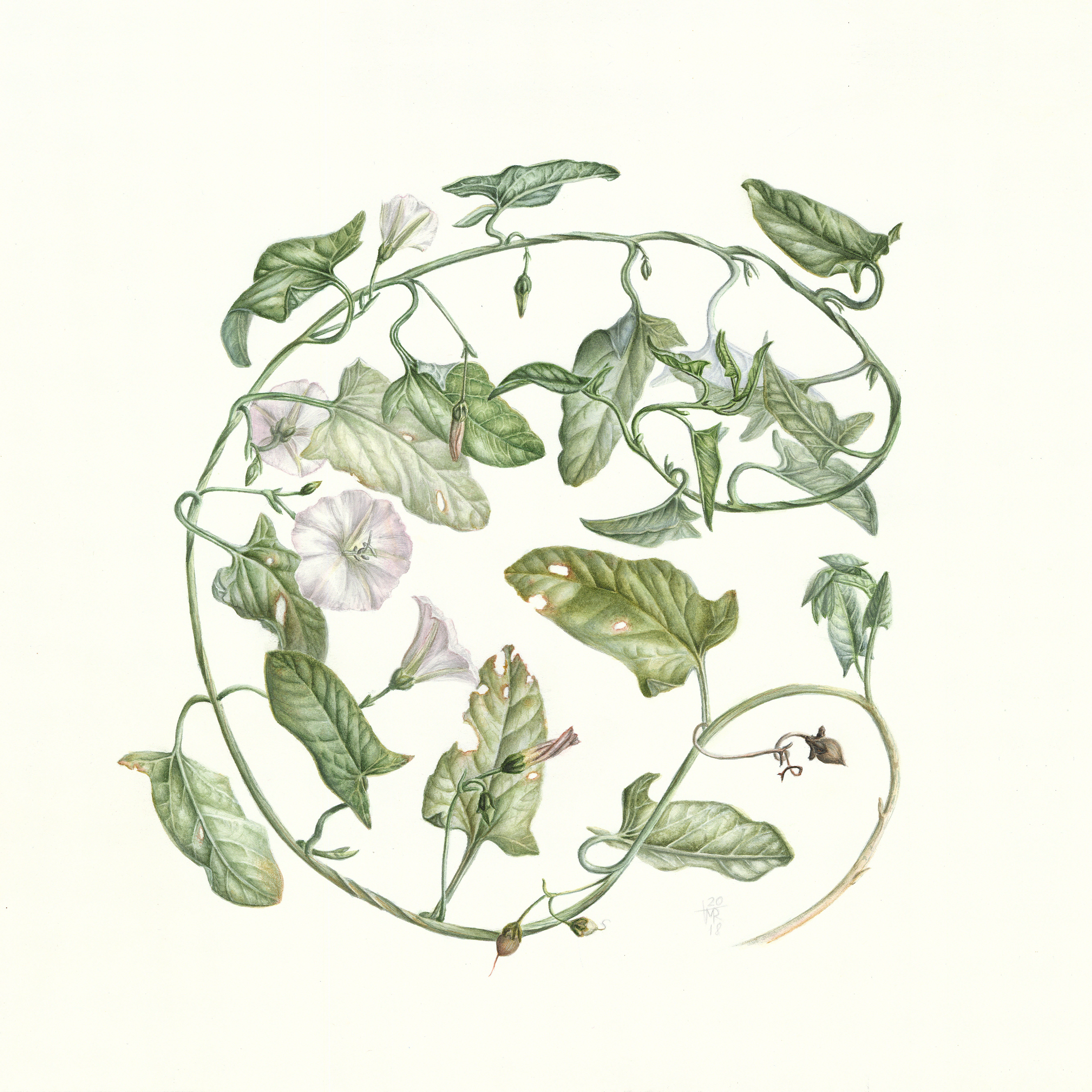 Вьюнок полевой (Convolvulus arvensis)