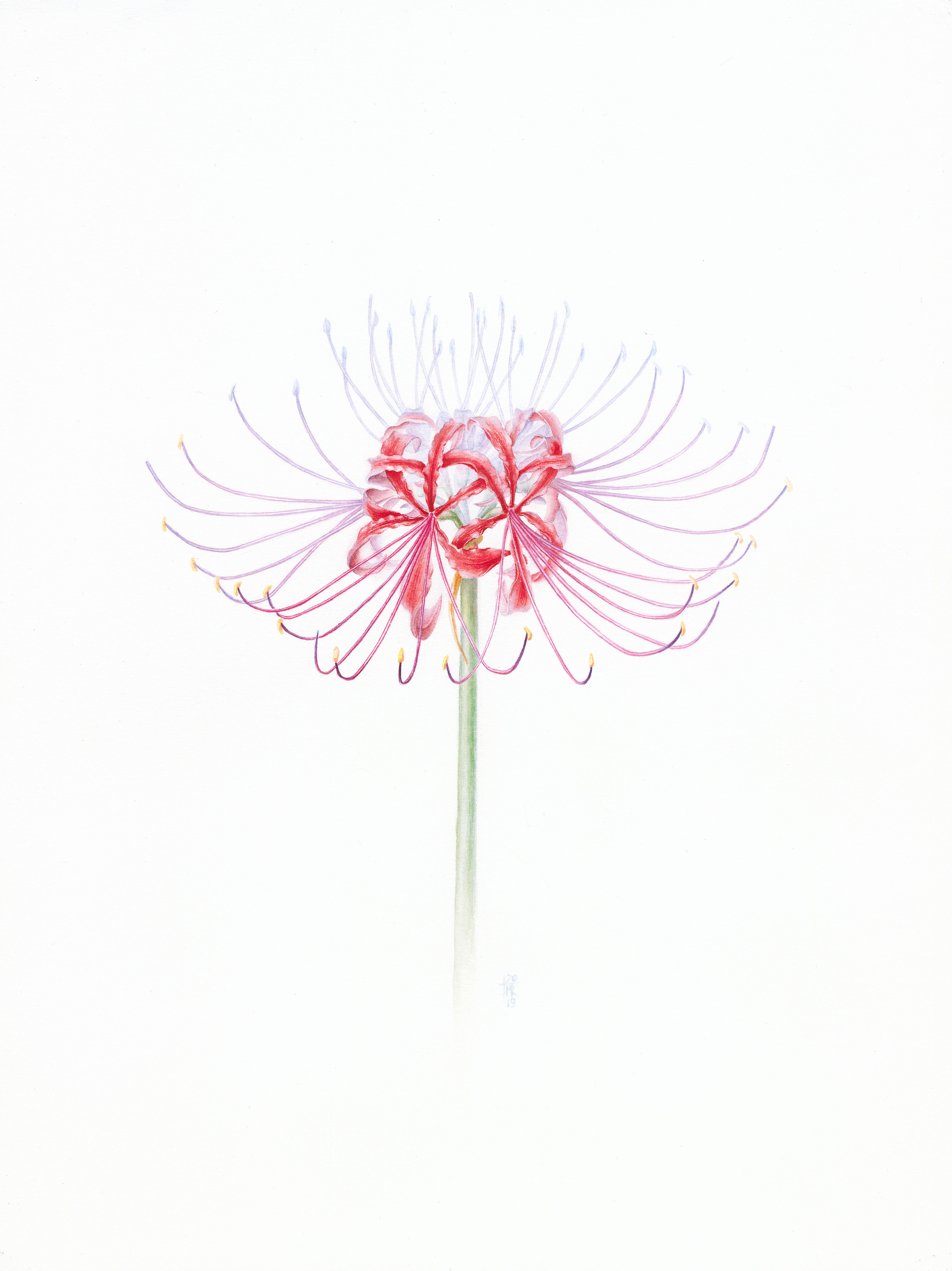 Ликорис лучистый (Lycoris radiata)