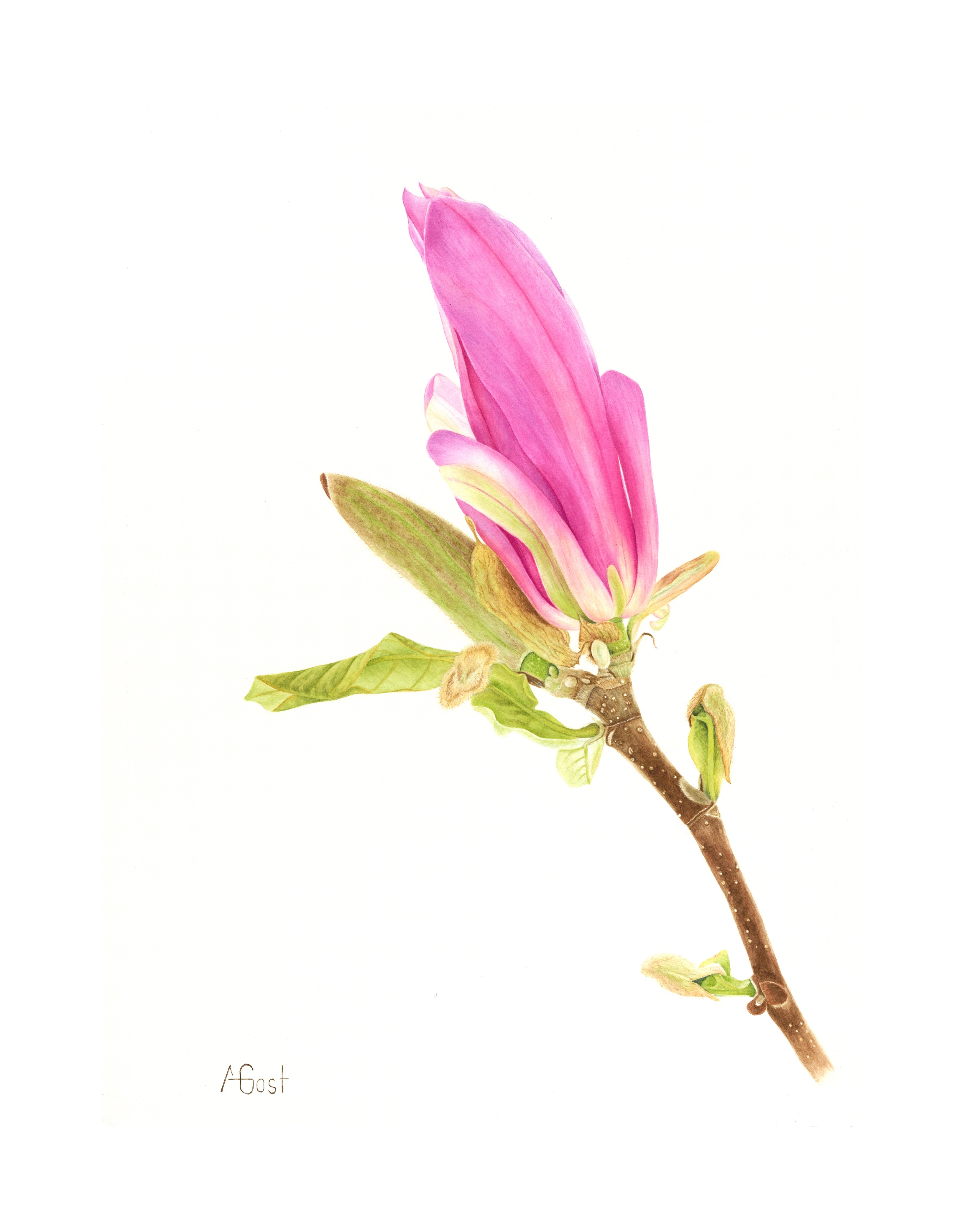 Магнолия Суланжа (Magnolia soulangeana) Магнолия Суланжа (Magnolia soulangeana)