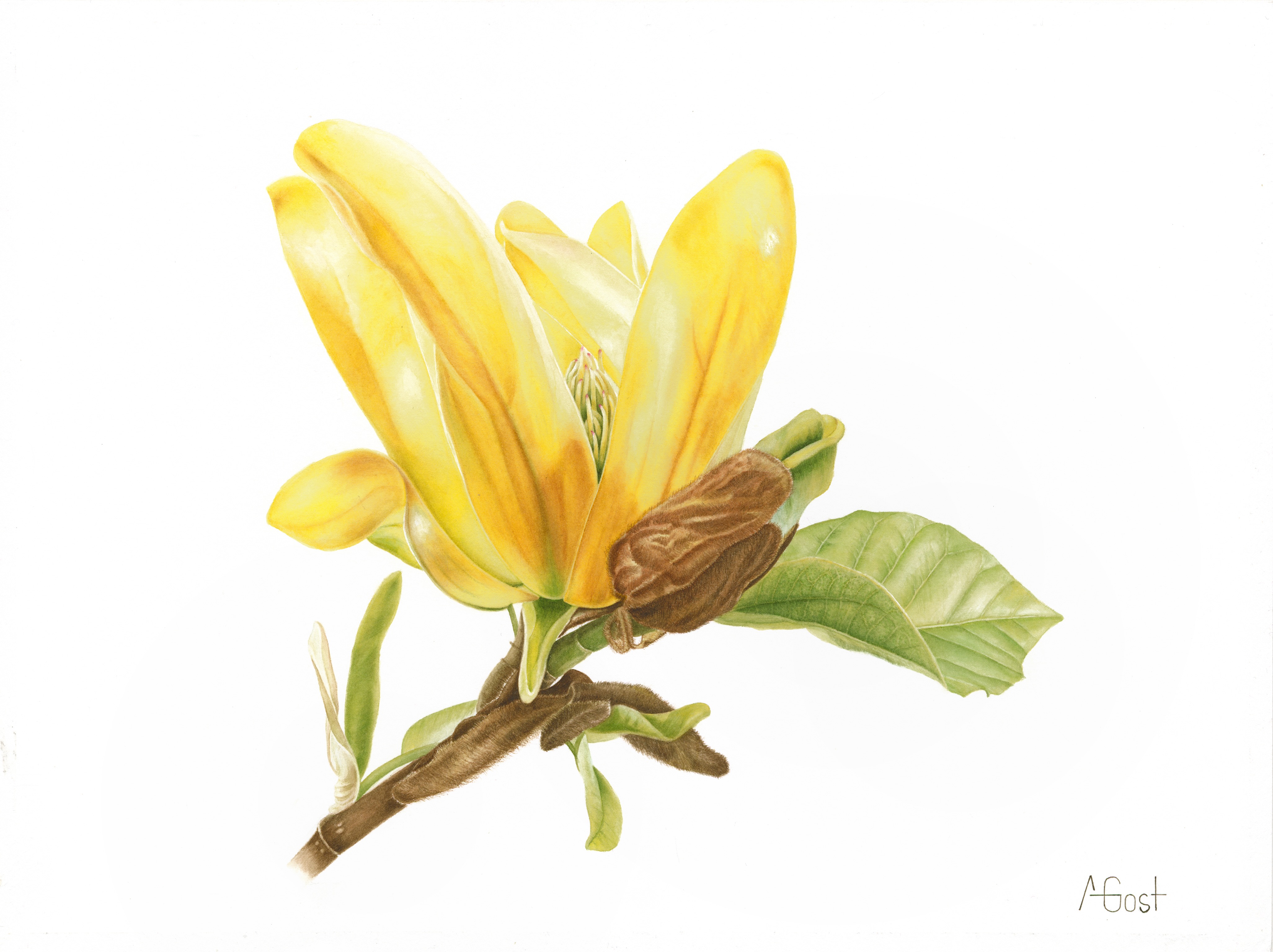 Магнолия длиннозаострённая (Magnolia acuminata) Магнолия длиннозаострённая (Magnolia acuminata)