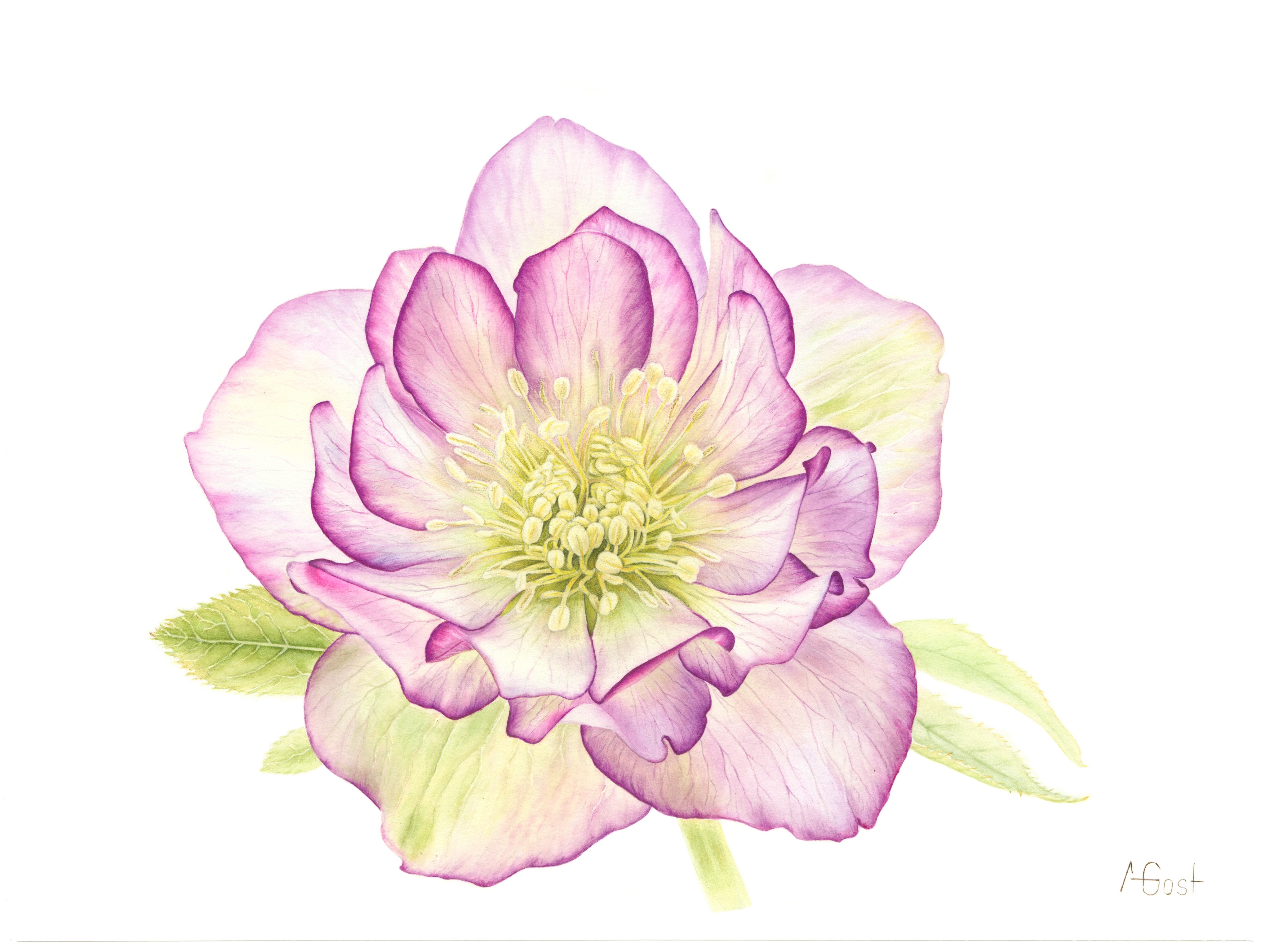 Морозник восточный (Helleborus orientalis) Морозник восточный (Helleborus orientalis)