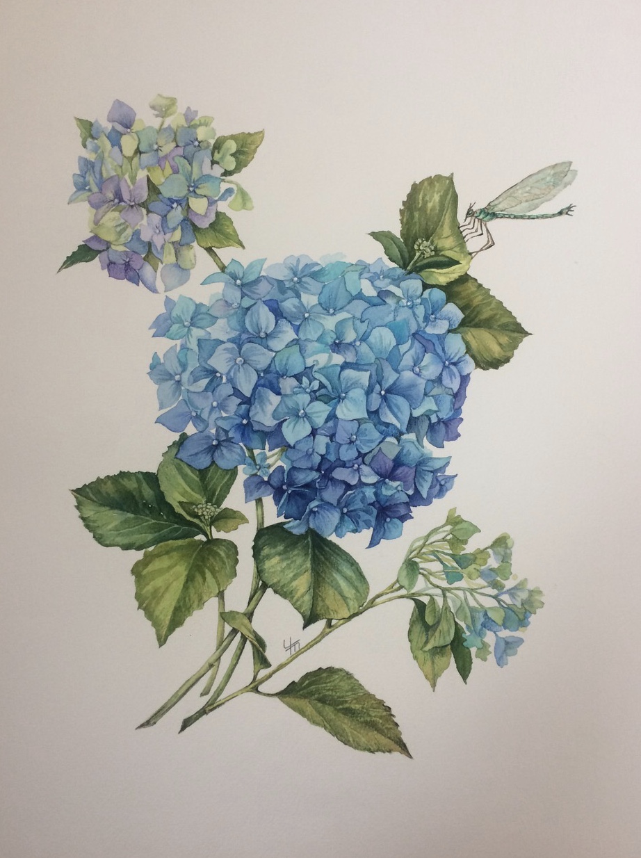 Гортензия (лат. Hydrangea)