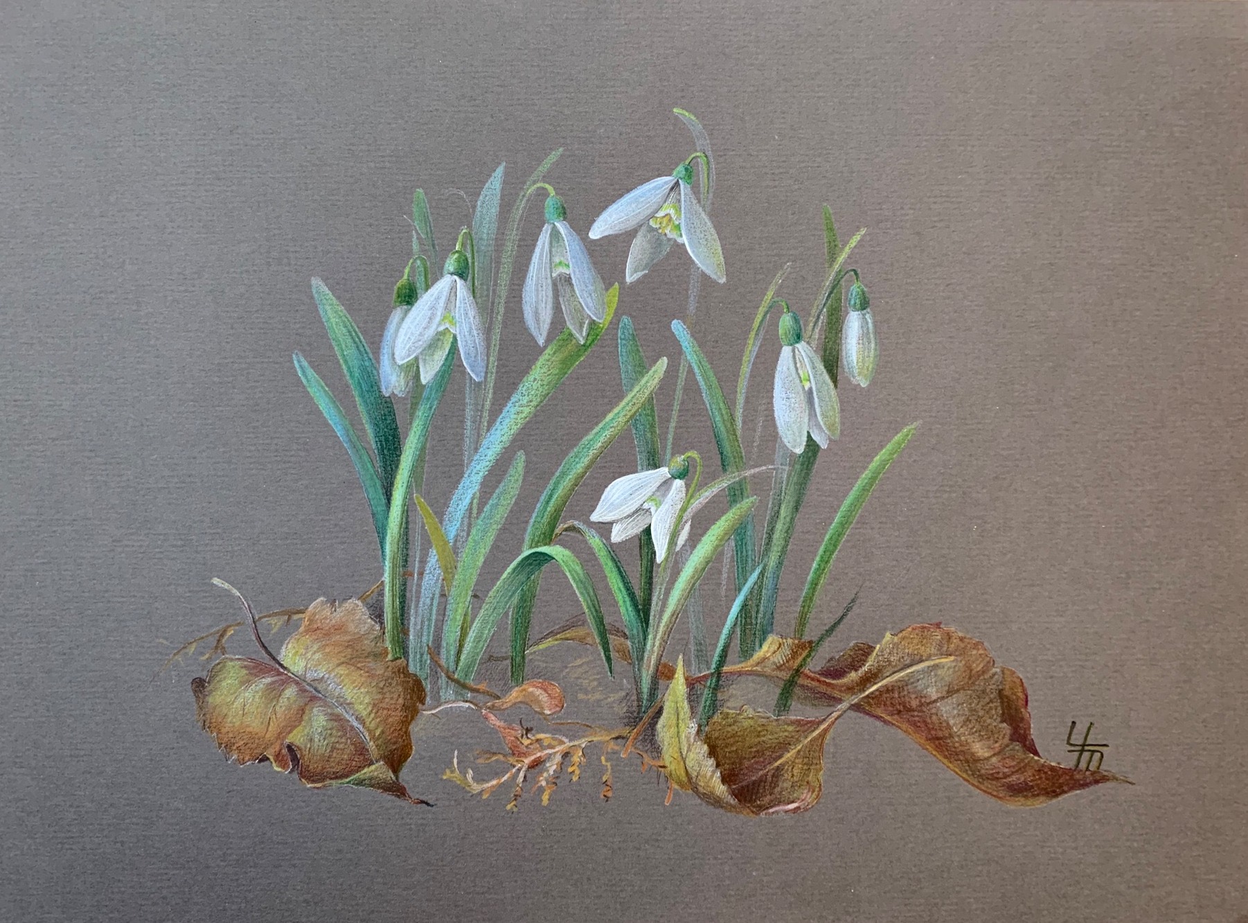 Подснежник (лат. Galanthus) Подснежник (лат. Galanthus)
