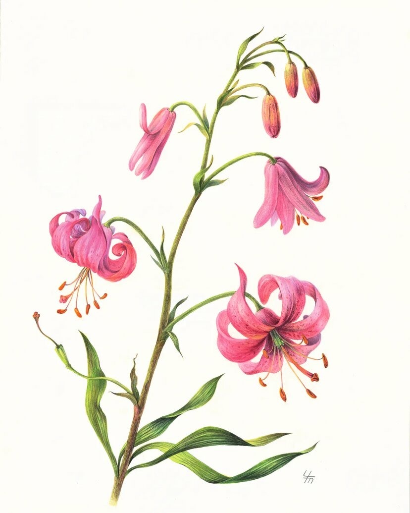 Лилия кудреватая ( лат. Lilium martagon) Лилия кудреватая ( лат. Lilium martagon)