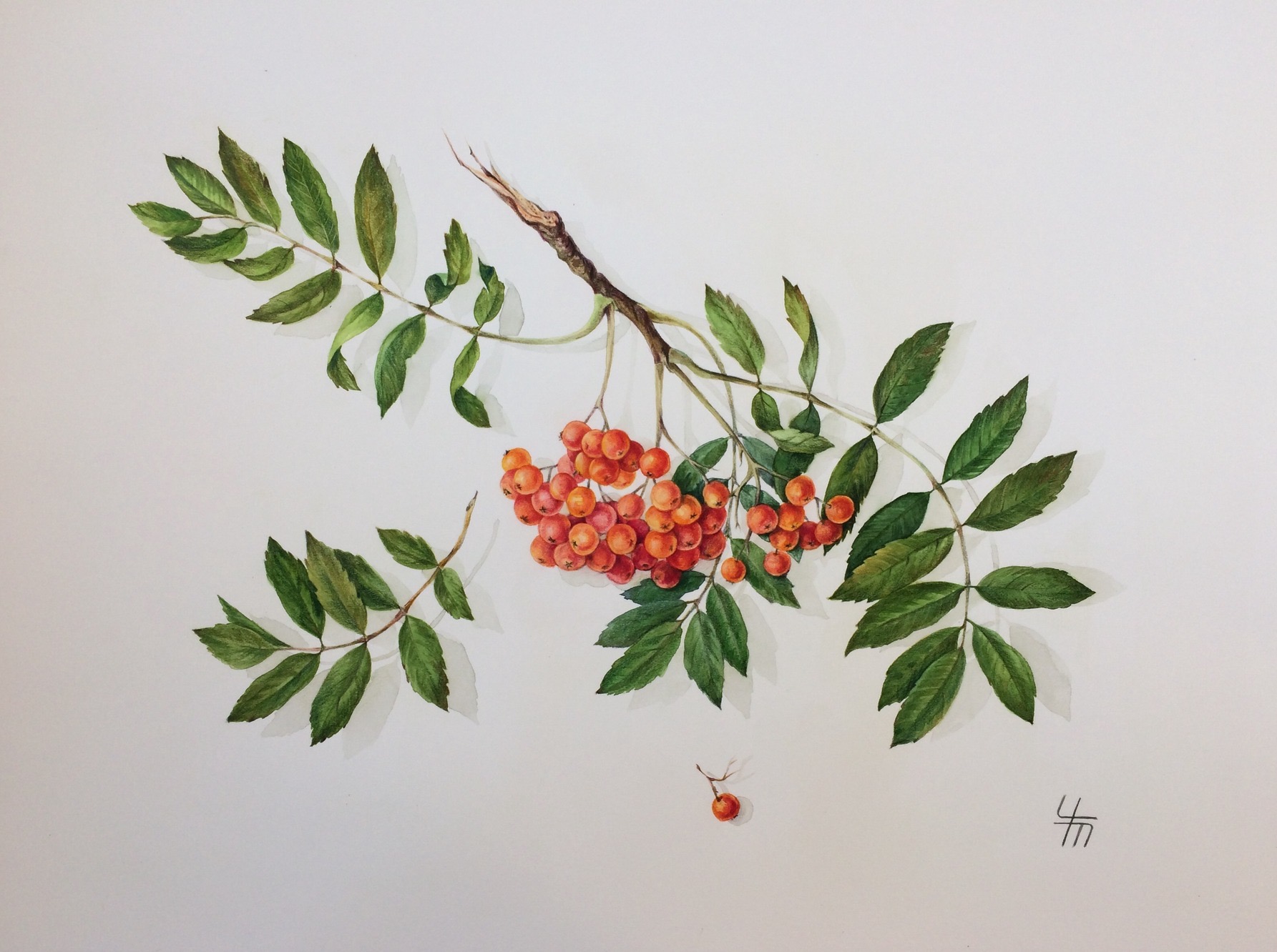 Рябина обыкновенная (лат. Sorbus aucuparia)