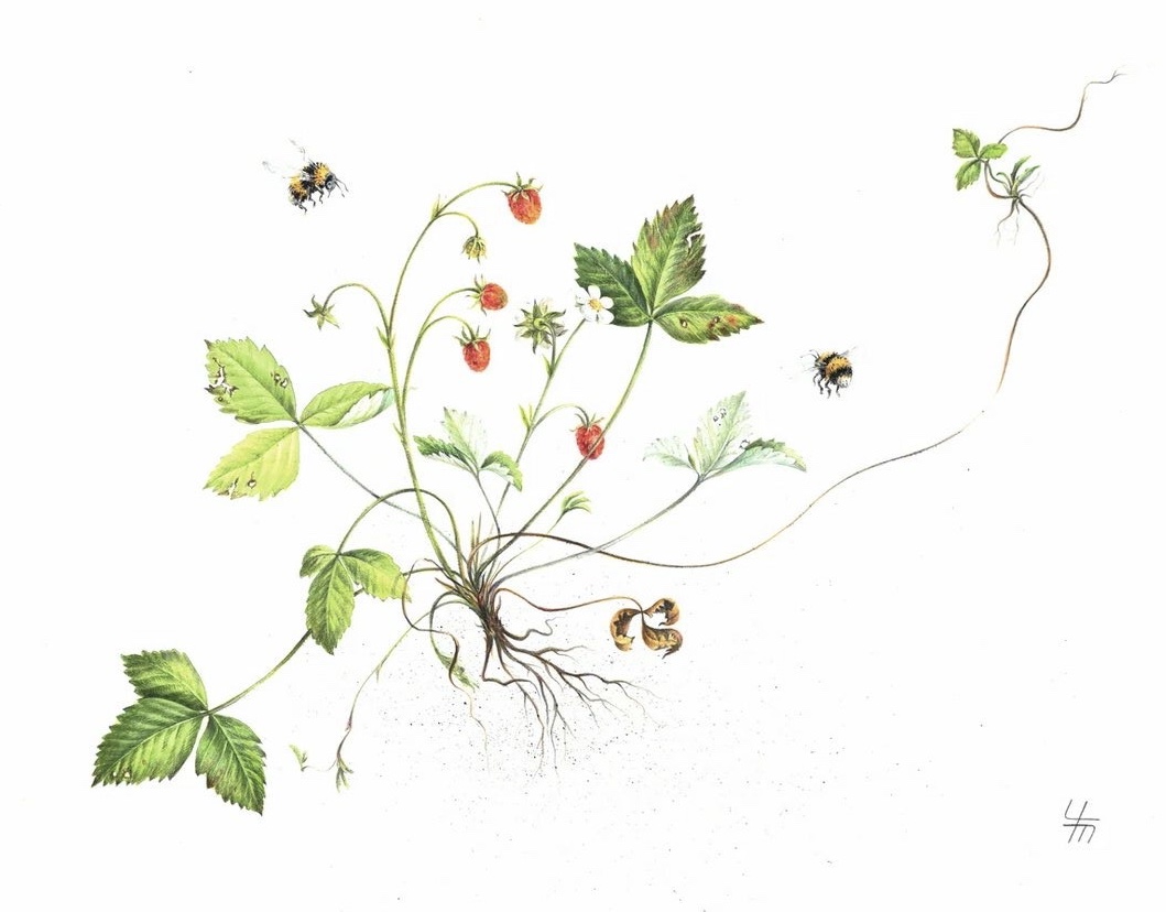 Земляника лесная (лат. Fragaria vesca) Земляника лесная (лат. Fragaria vesca)