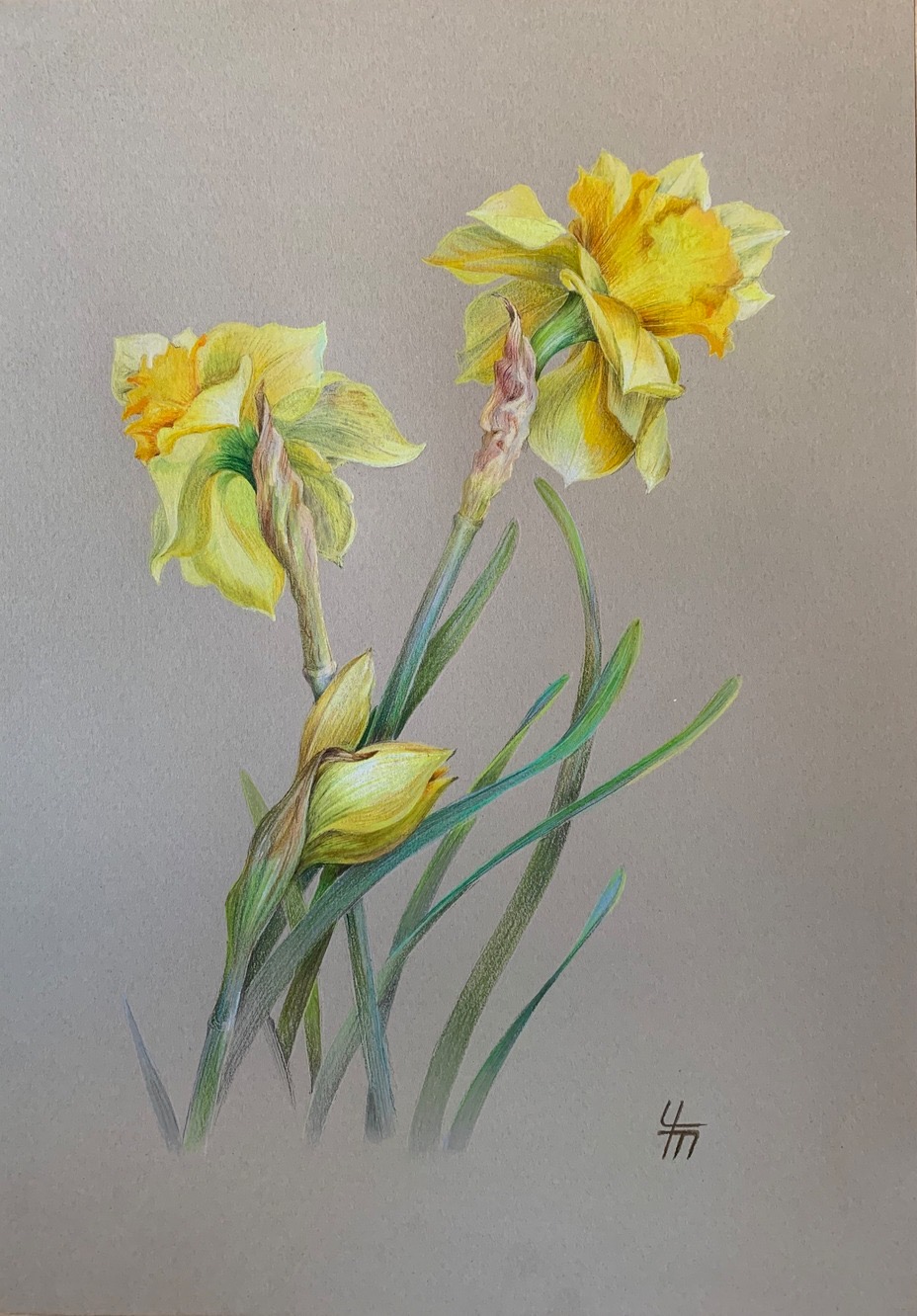 Нарцисс (лат. Narcissus) Нарцисс (лат. Narcissus)