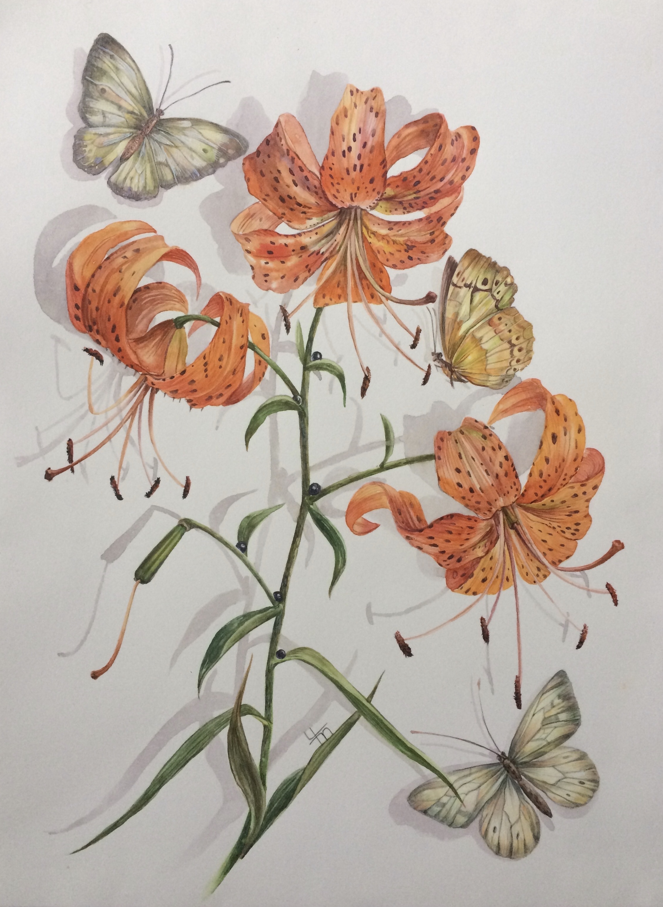 Лилия ланцетолистная (лат. Lilium lancifolium) Лилия ланцетолистная (лат. Lilium lancifolium)