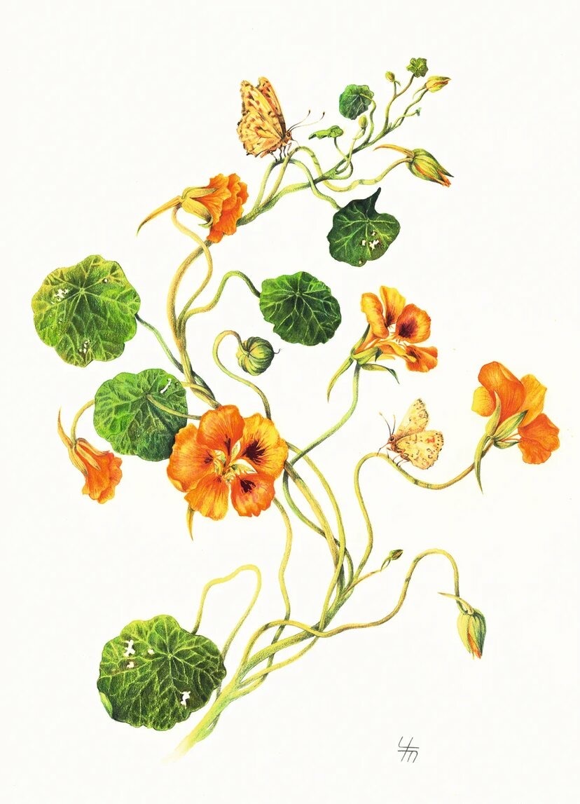 Настурция (лат. Tropaeolum) Настурция (лат. Tropaeolum)