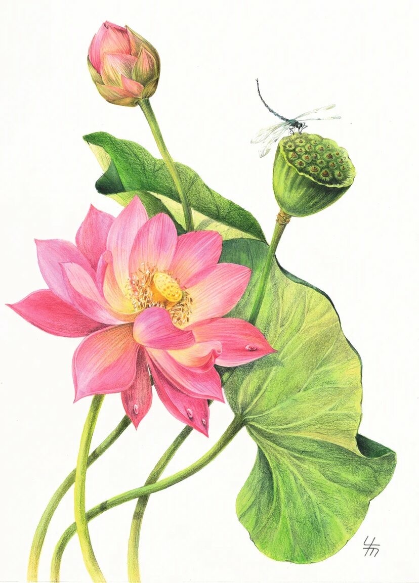 Лотос орехоносный (лат. Nelumbo nucifera)