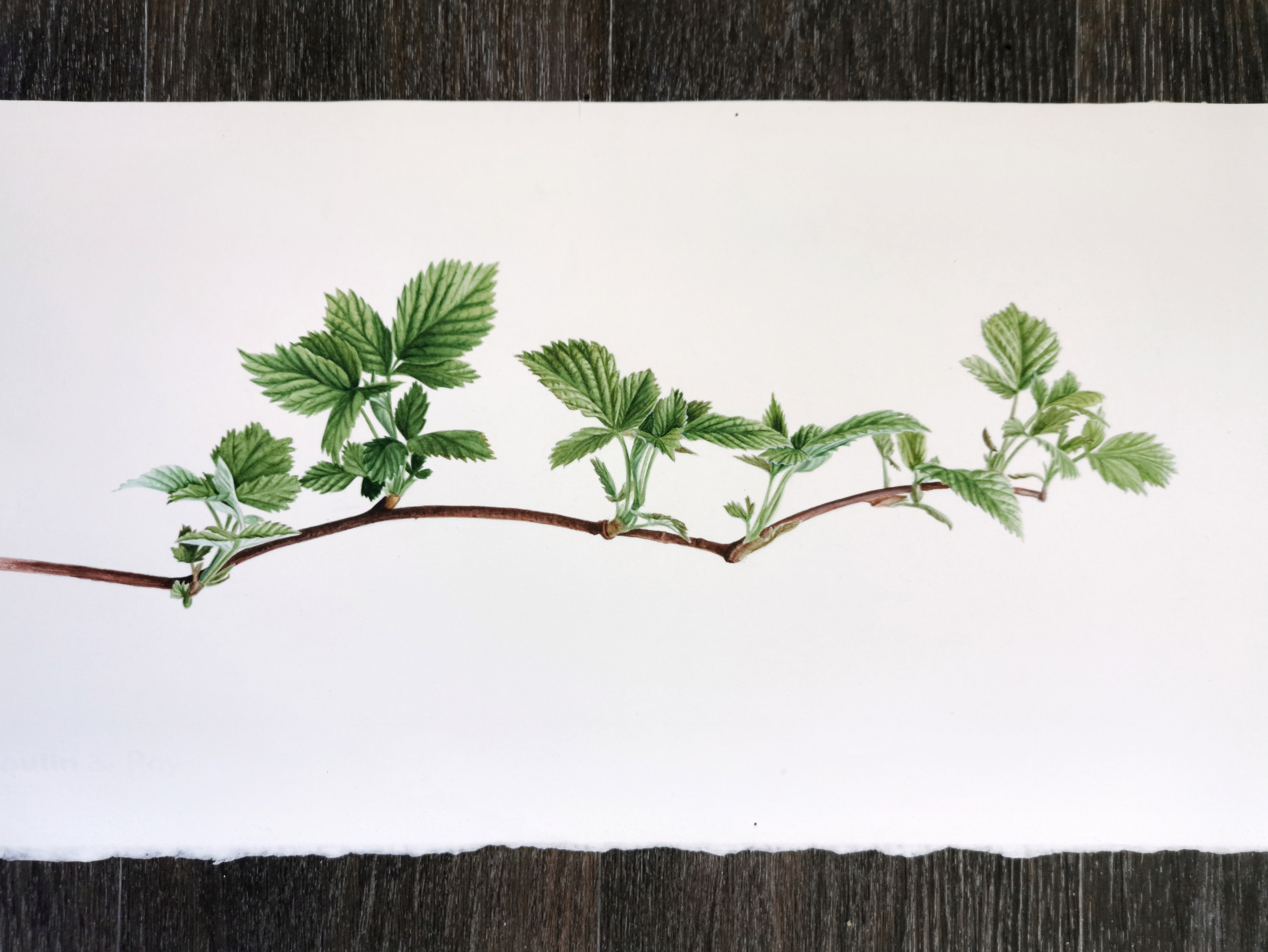 Малина лесная или обыкновенная (Rubus idaeus) Малина лесная или обыкновенная (Rubus idaeus)