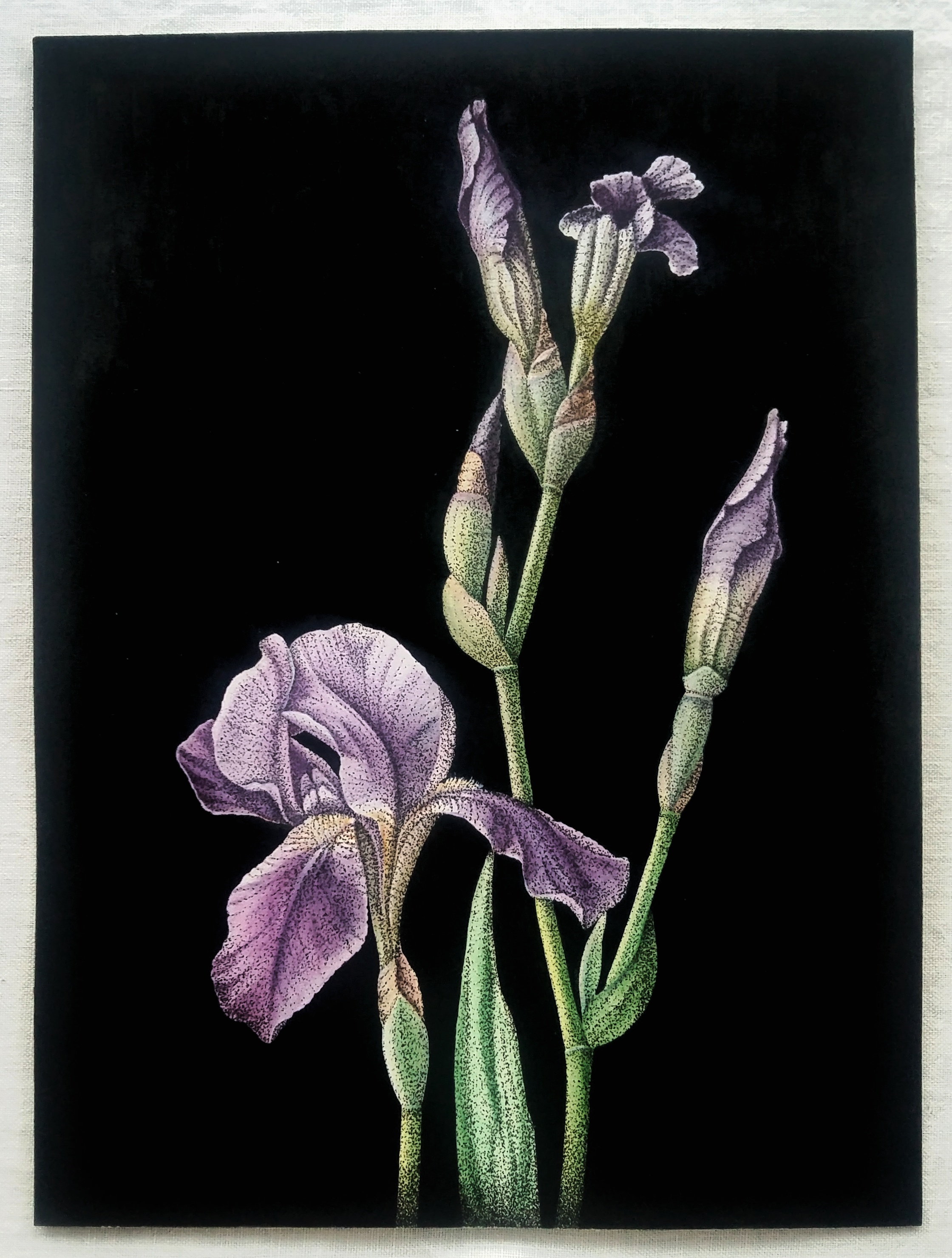 Ирис Германский (Iris germanica) Ирис Германский (Iris germanica)