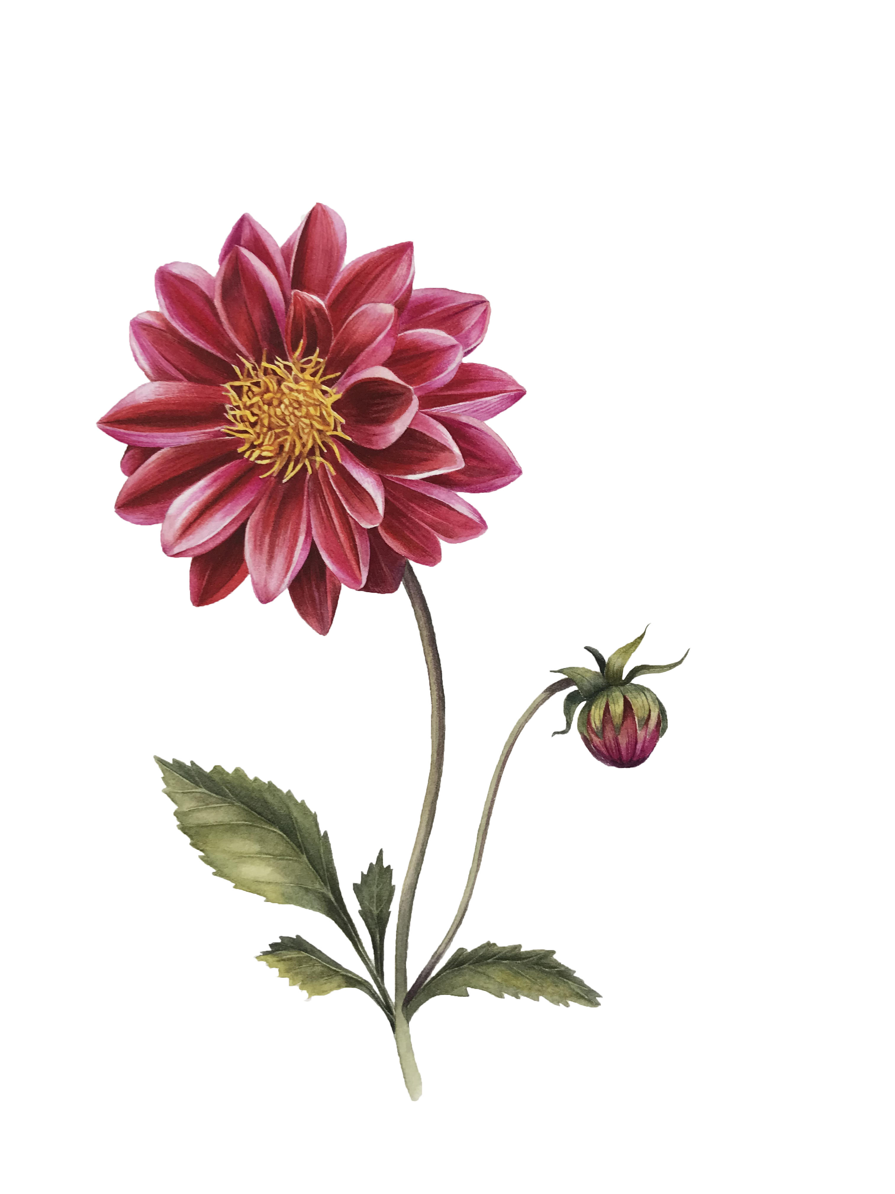 Георгина перистая (лат. Dahlia pinnata) Георгина перистая (лат. Dahlia pinnata)