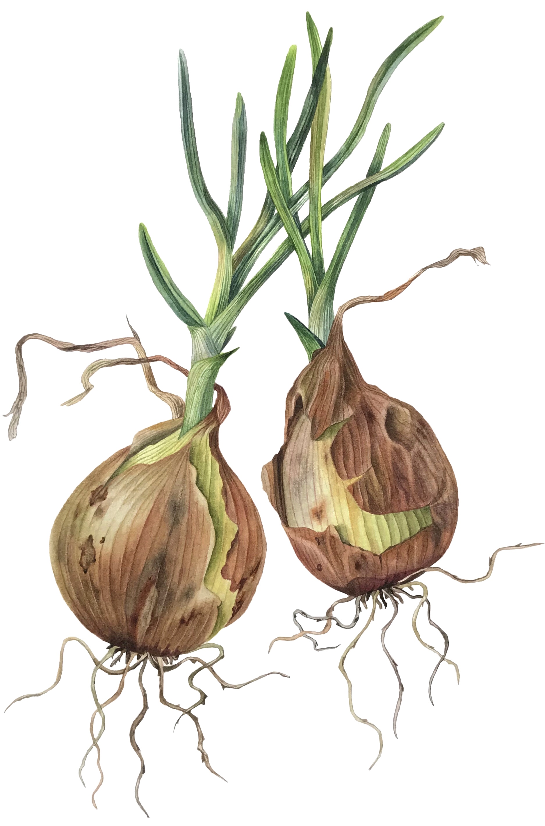 Лук репчатый (лат. Allium cepa) Лук репчатый (лат. Allium cepa)