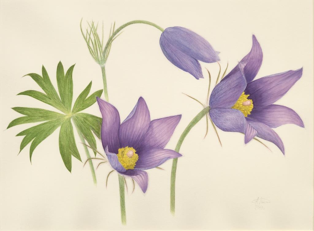 Прострел Раскрытый (Pulsatilla patens) Прострел Раскрытый (Pulsatilla patens)
