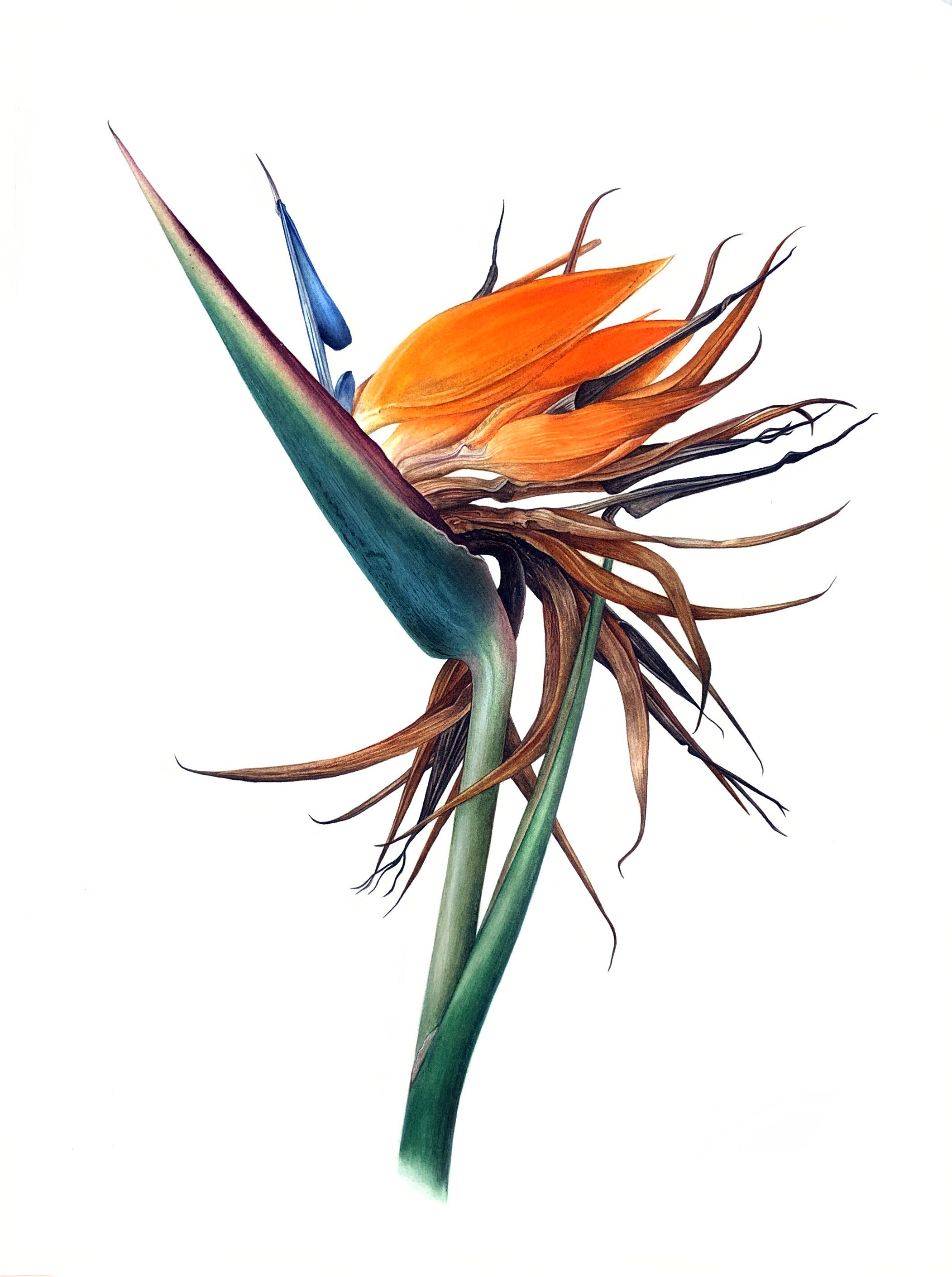 Стрелитция королевская Strelitzia reginae