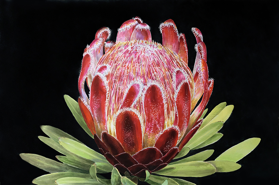 Протея гибридная (Protea 'Pink Ice')