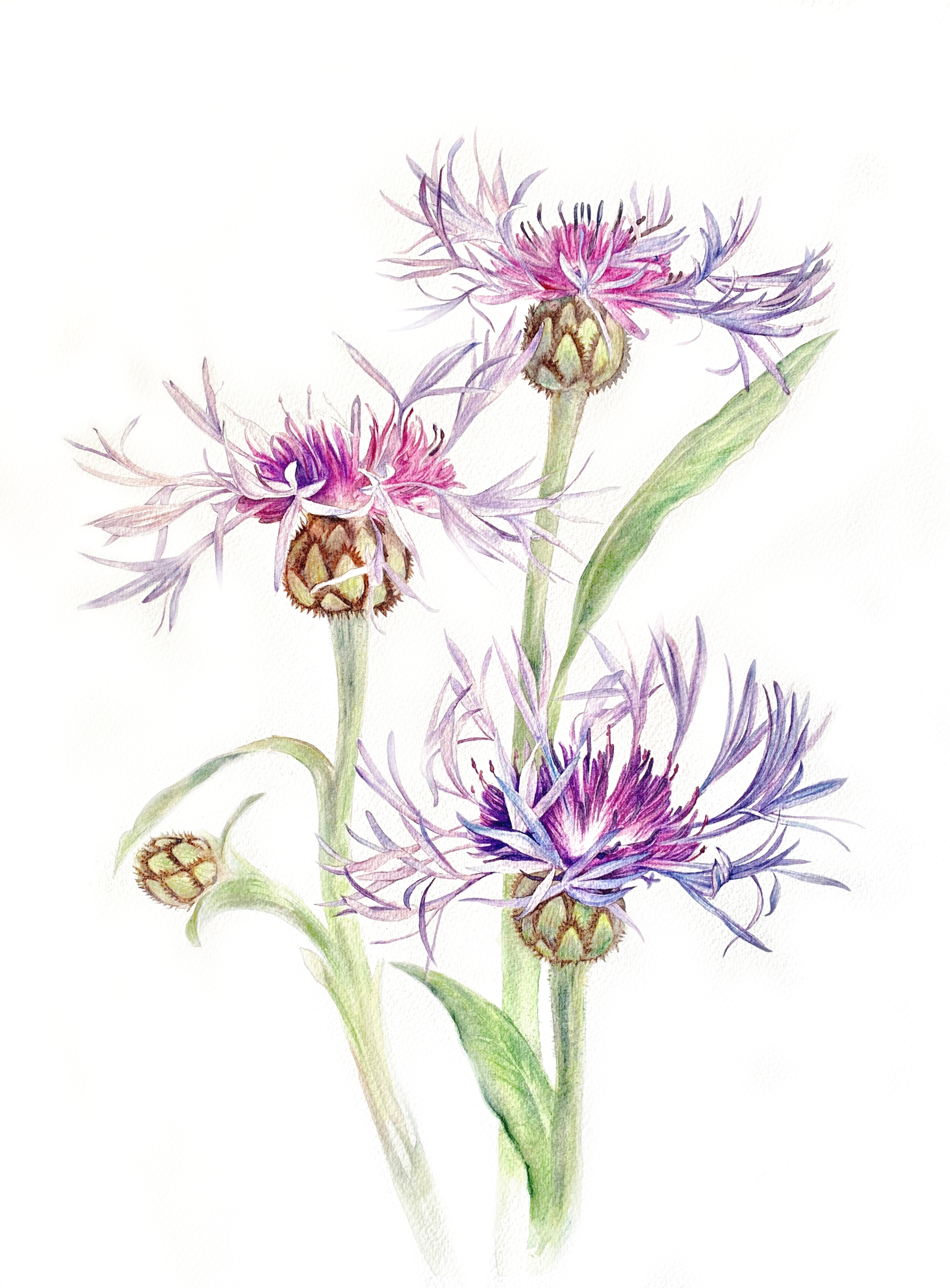 Василек буроотороченный (лат. Centaurea fuscomarginata) Василек буроотороченный (лат. Centaurea fuscomarginata)