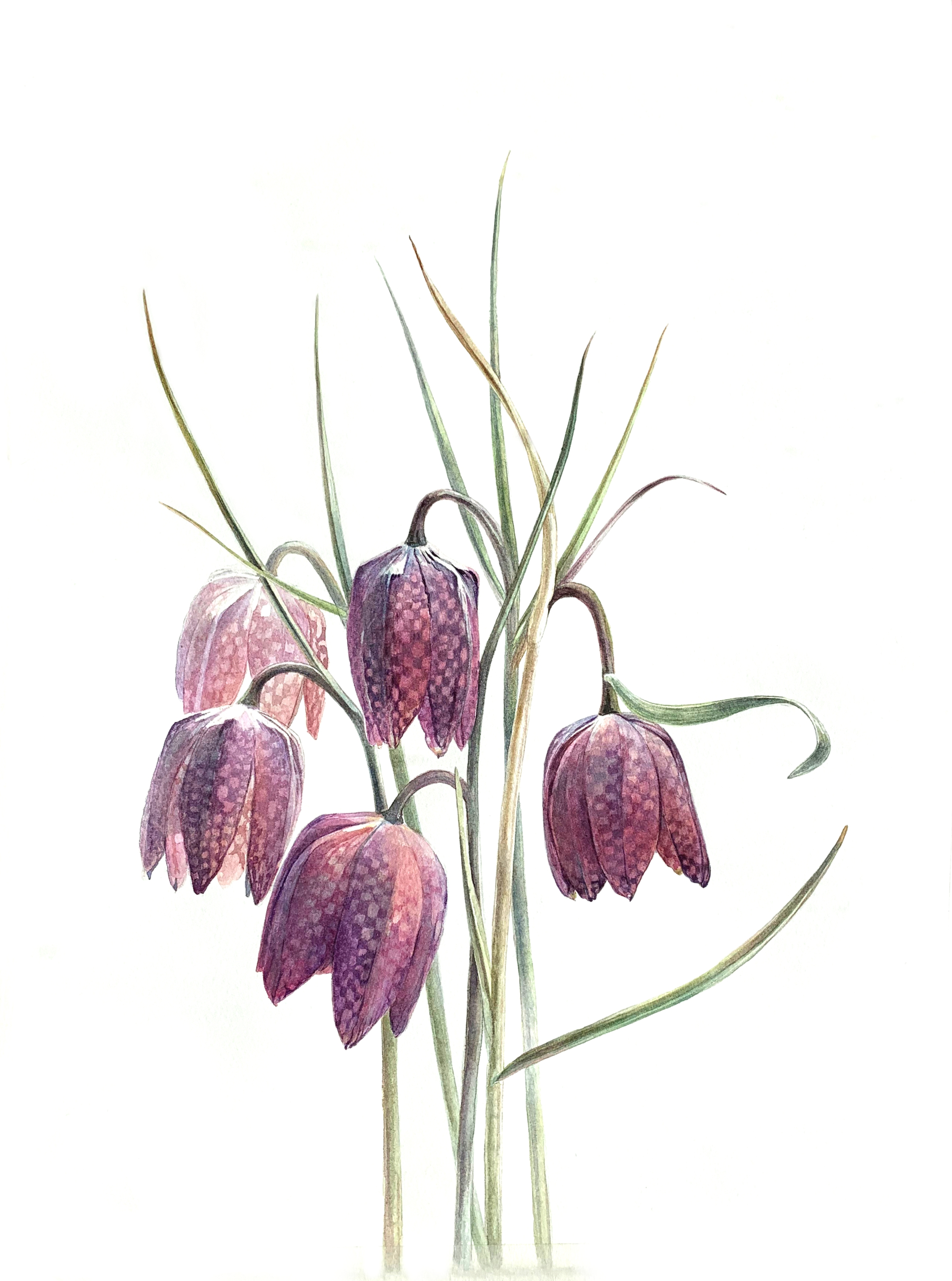 Рябчик малый (лат. Fritillaria meleagroides) Рябчик малый (лат. Fritillaria meleagroides)