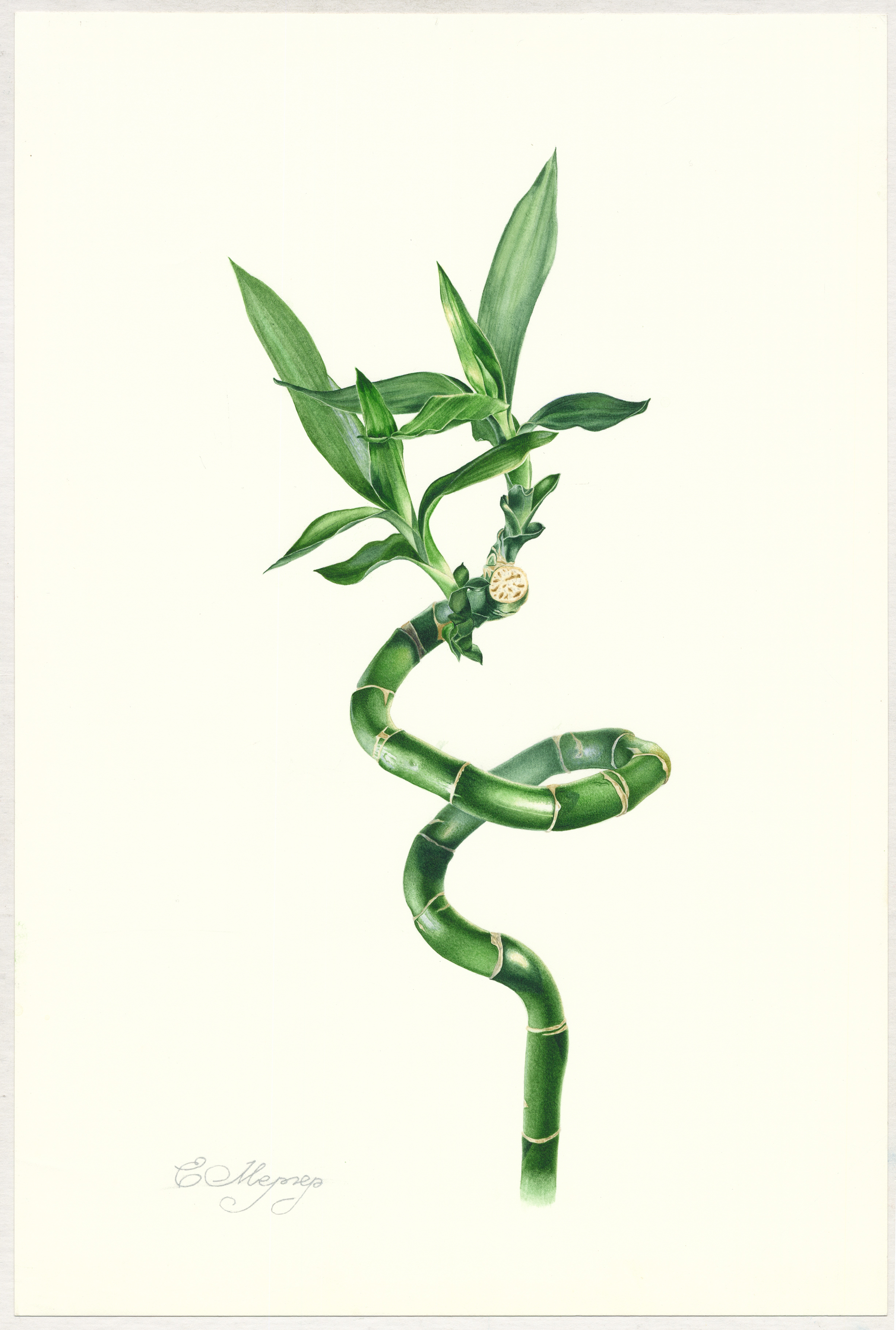 Драцена Сандра (лат. Dracaena sanderiana)