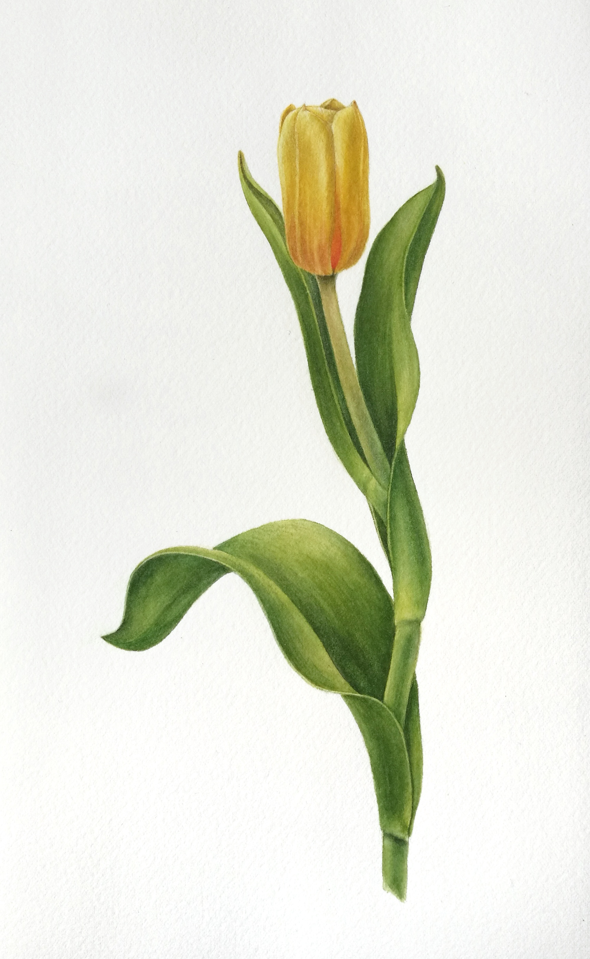 Тюльпан жёлтый (Tulipa gesneriana yellow) Тюльпан жёлтый (Tulipa gesneriana yellow)