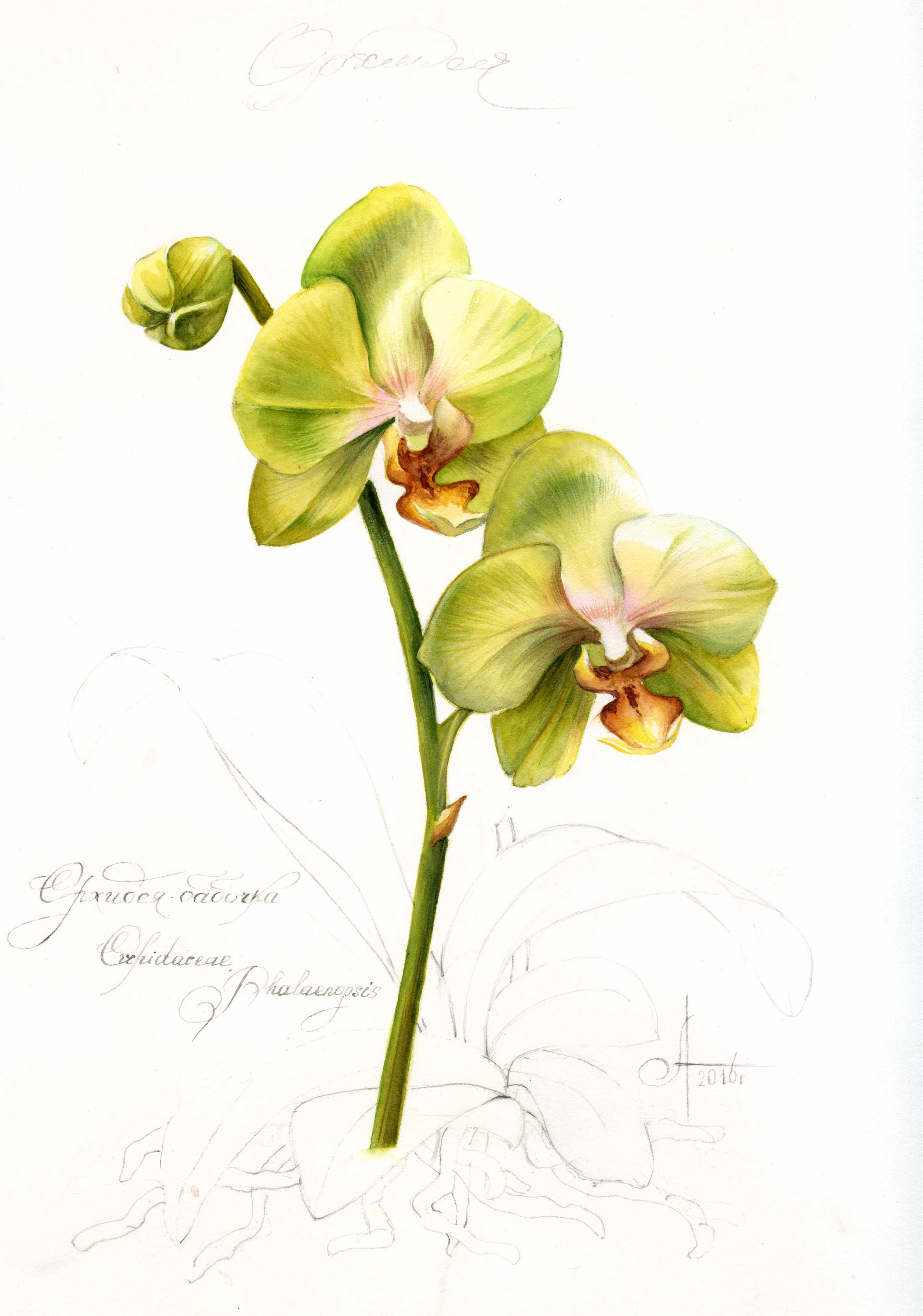 Орхидея фаленопсис / Phalaenopsis Орхидея фаленопсис / Phalaenopsis