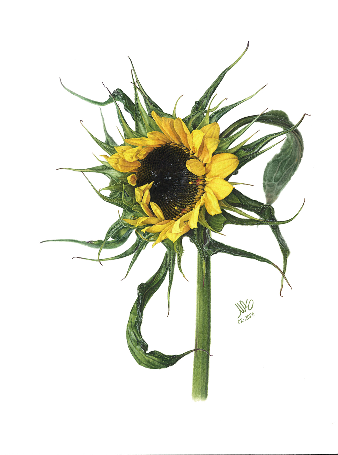 Подсолнечник однолетний / Heliathus annuus