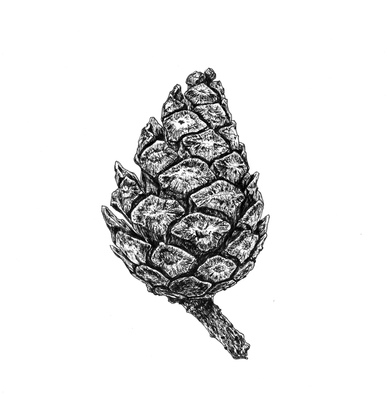 Шишка сосны пицундской (Pinus pityusa)