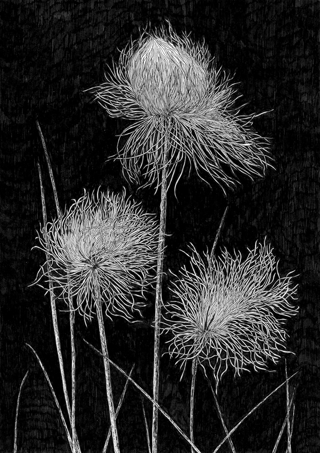 Пушица Шейхцера (Eriophorum scheuchzeri)