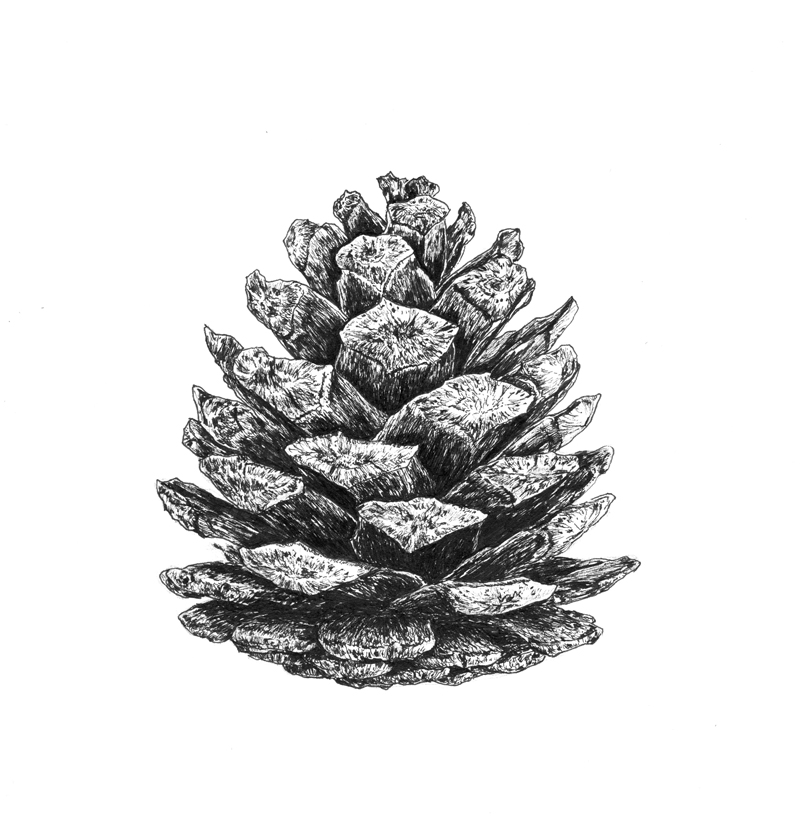 Шишка сосны пицундской (Pinus pityusa)