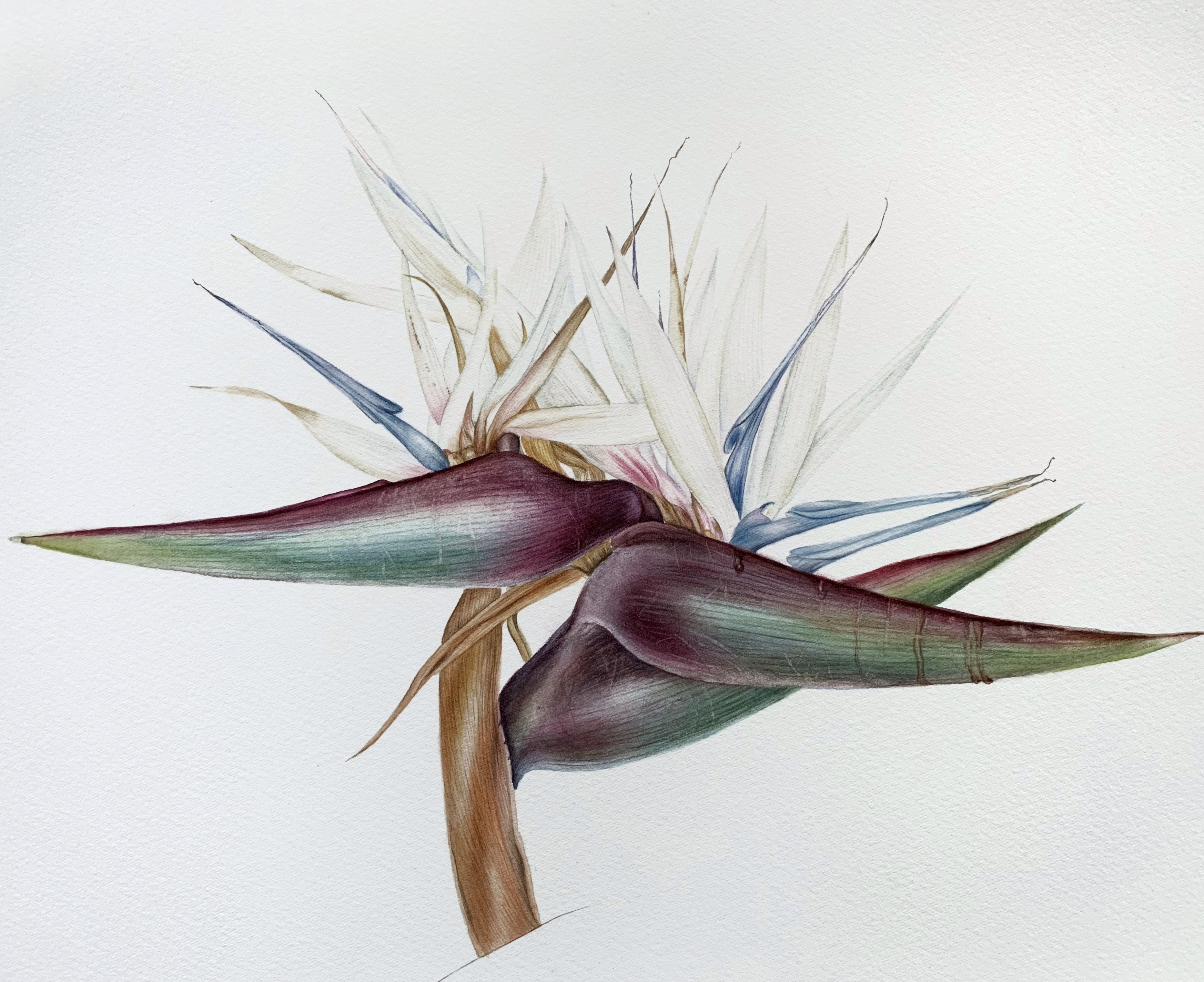 Strelitzia nicolai Strelitzia nicolai