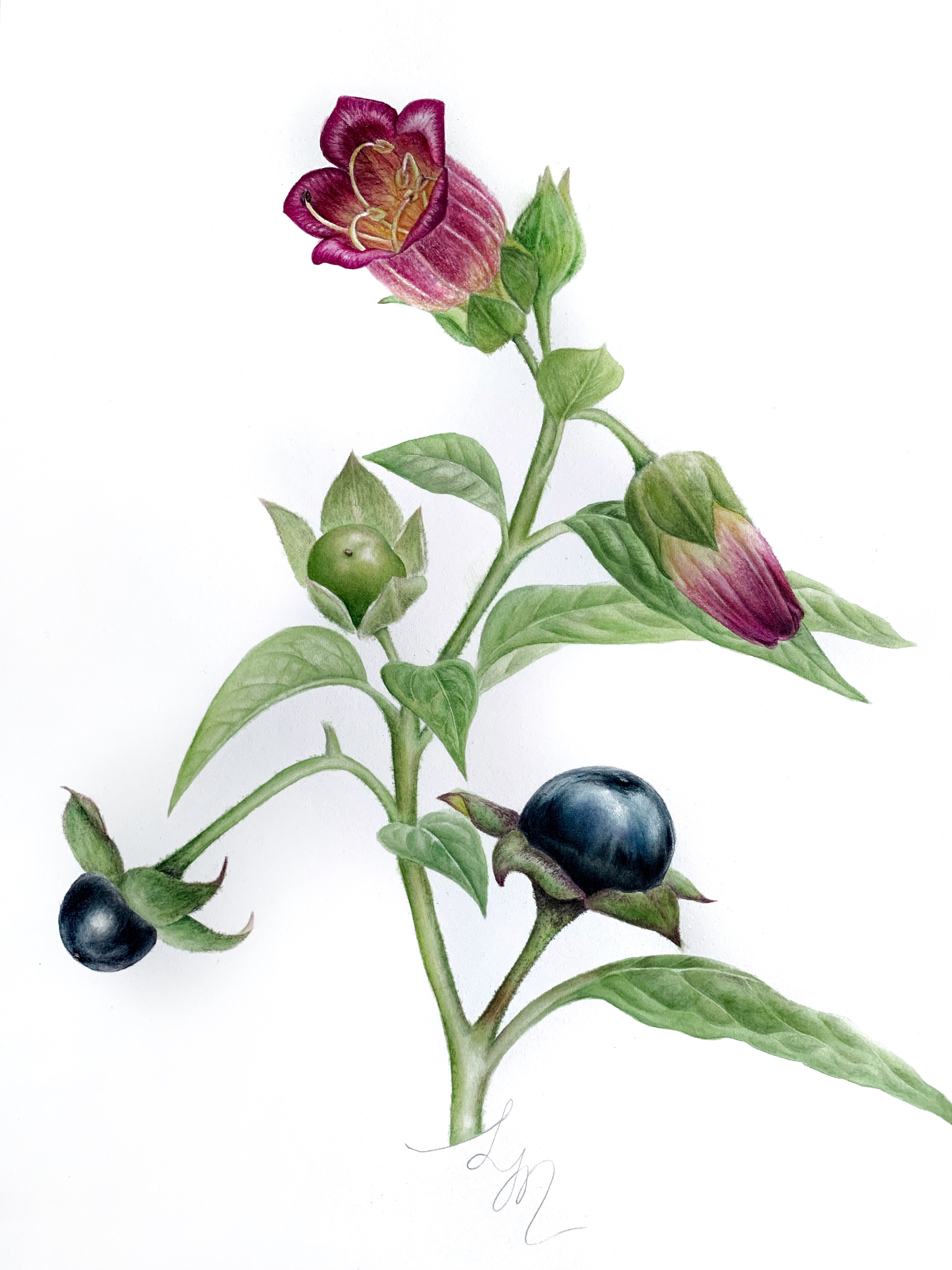 Atropa belladonna Atropa belladonna