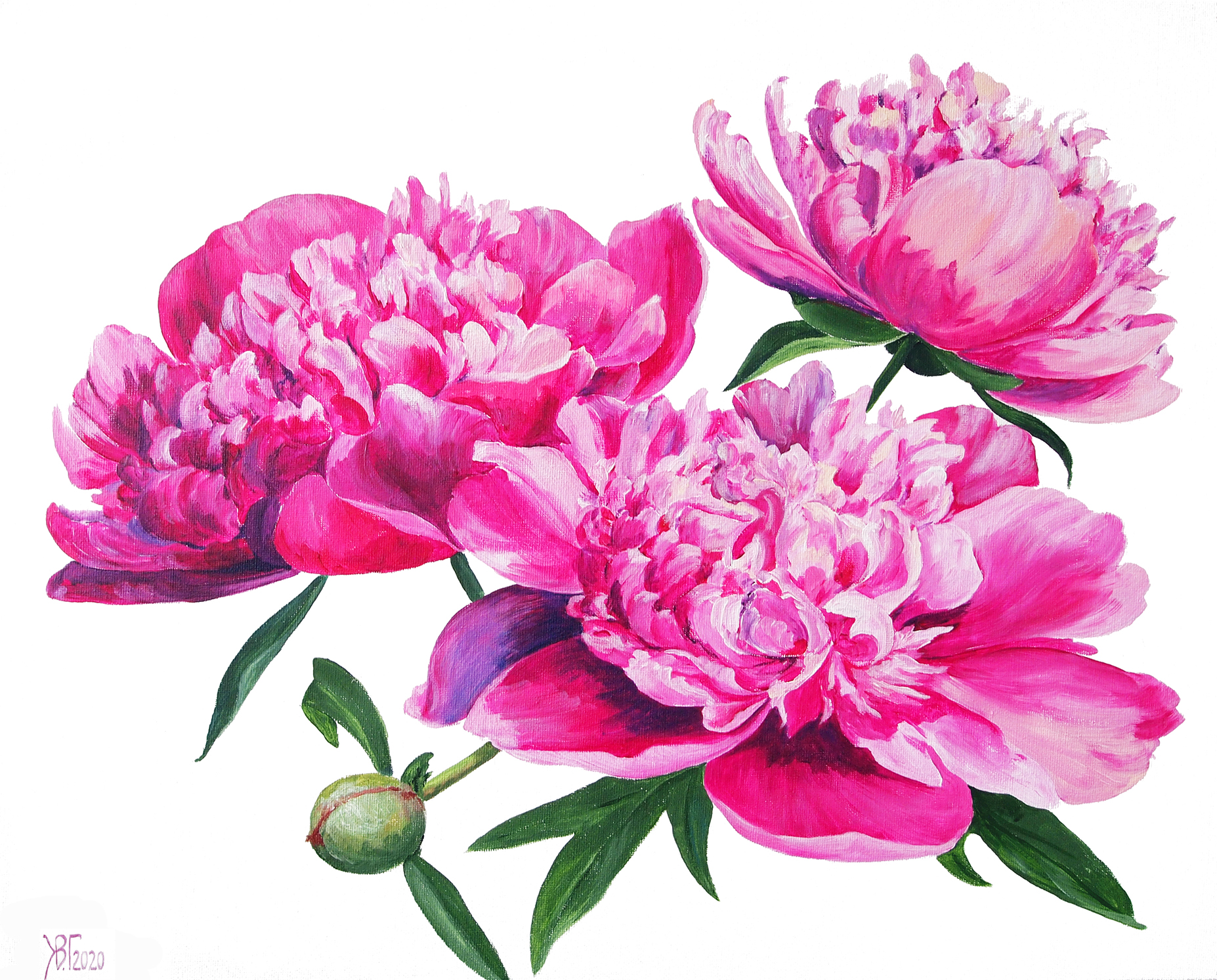 Пион травянистый «Месье Жюль Эли» (Paeonia Monsieur Jules Elie) Пион травянистый «Месье Жюль Эли» (Paeonia Monsieur Jules Elie)