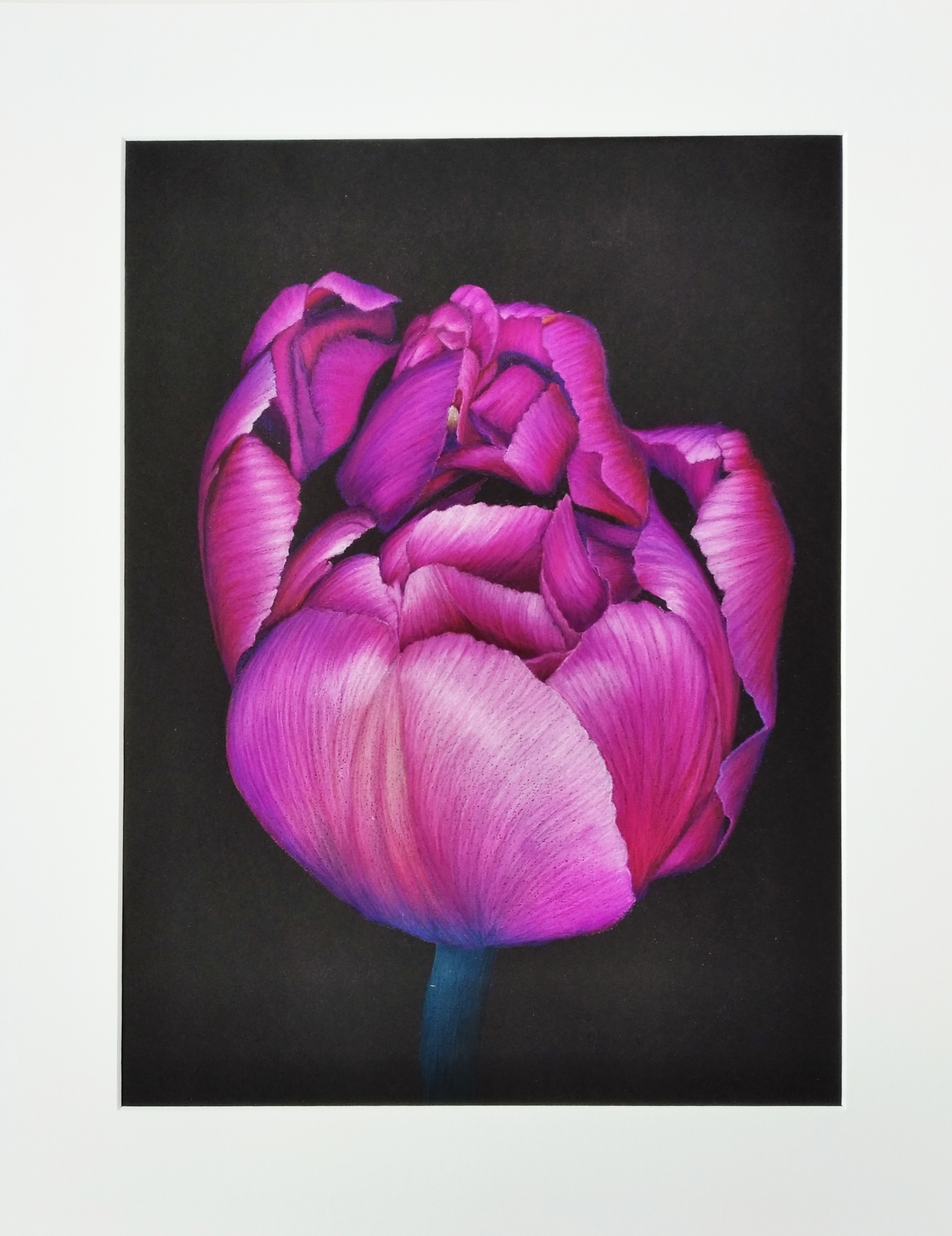 Тюльпан Блю Даймон Tulipa Blue Diamond Dl Тюльпан Блю Даймон Tulipa Blue Diamond Dl