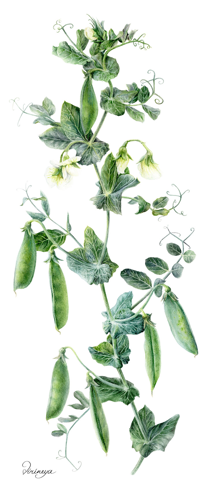 Горох посевной Pisum sativum Горох посевной Pisum sativum