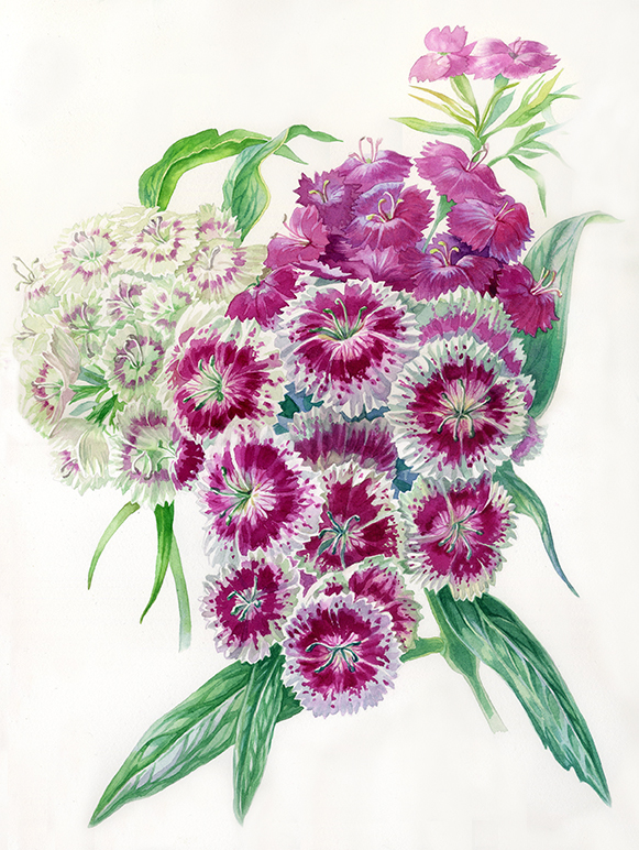 Гвоздика китайская (лат.Dianthus chinensis) Гвоздика китайская (лат.Dianthus chinensis)